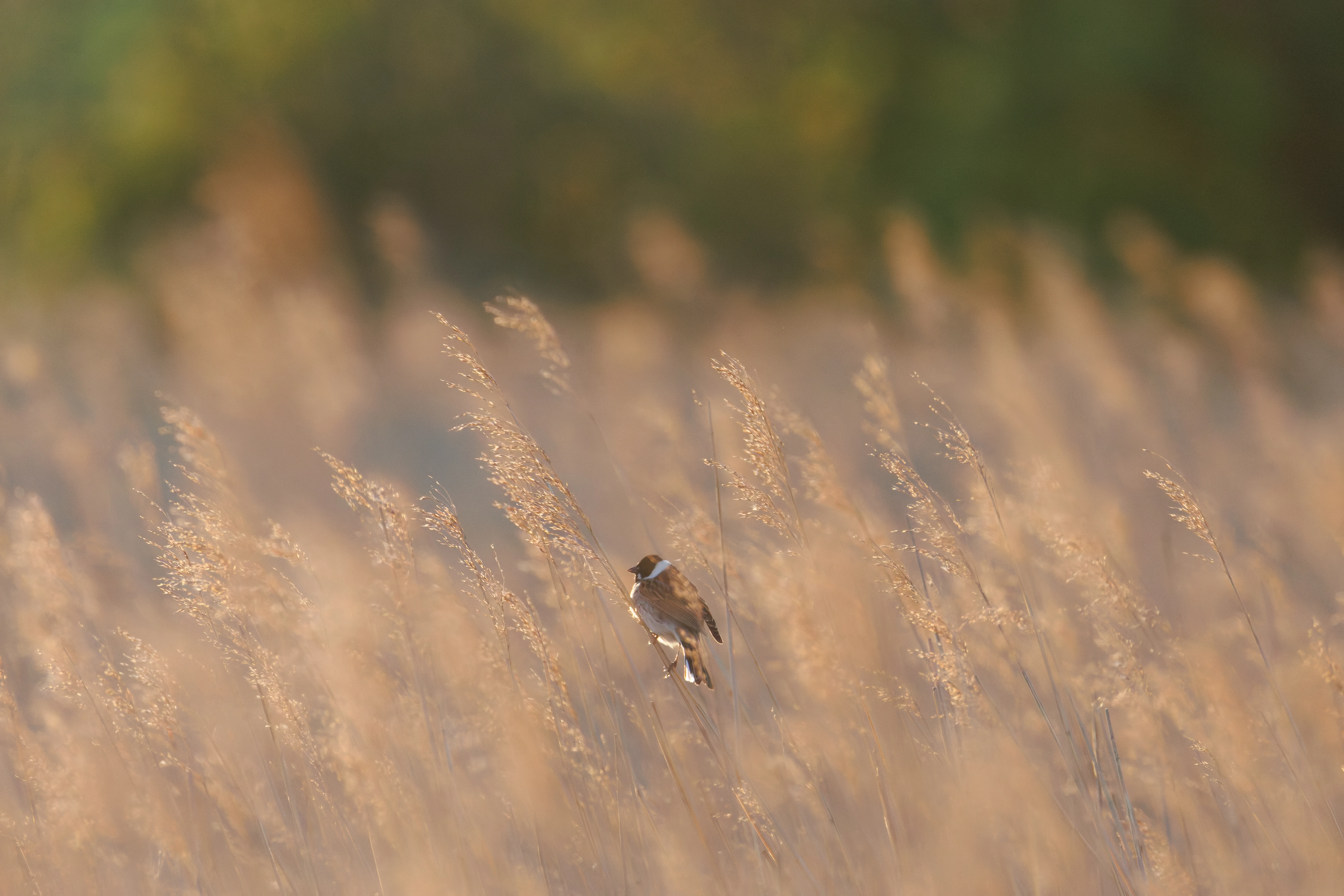 Reed Bunting, Buston Links, Seahouses, Northumberland, UK — photo by Orlando Prugel-Bennett