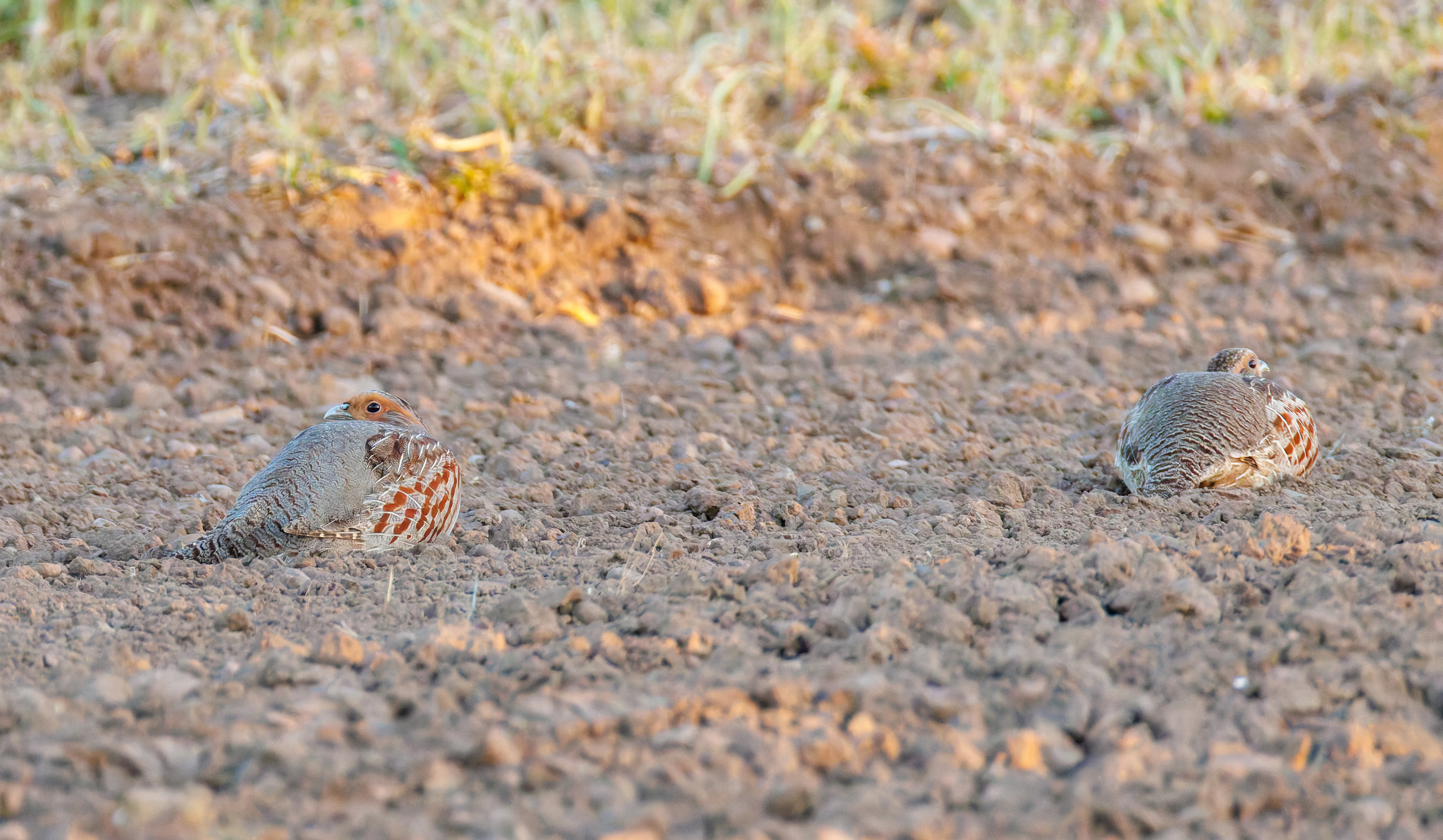 Grey Partridge, Buston Links, Seahouses, Northumberland, UK — photo by Orlando Prugel-Bennett