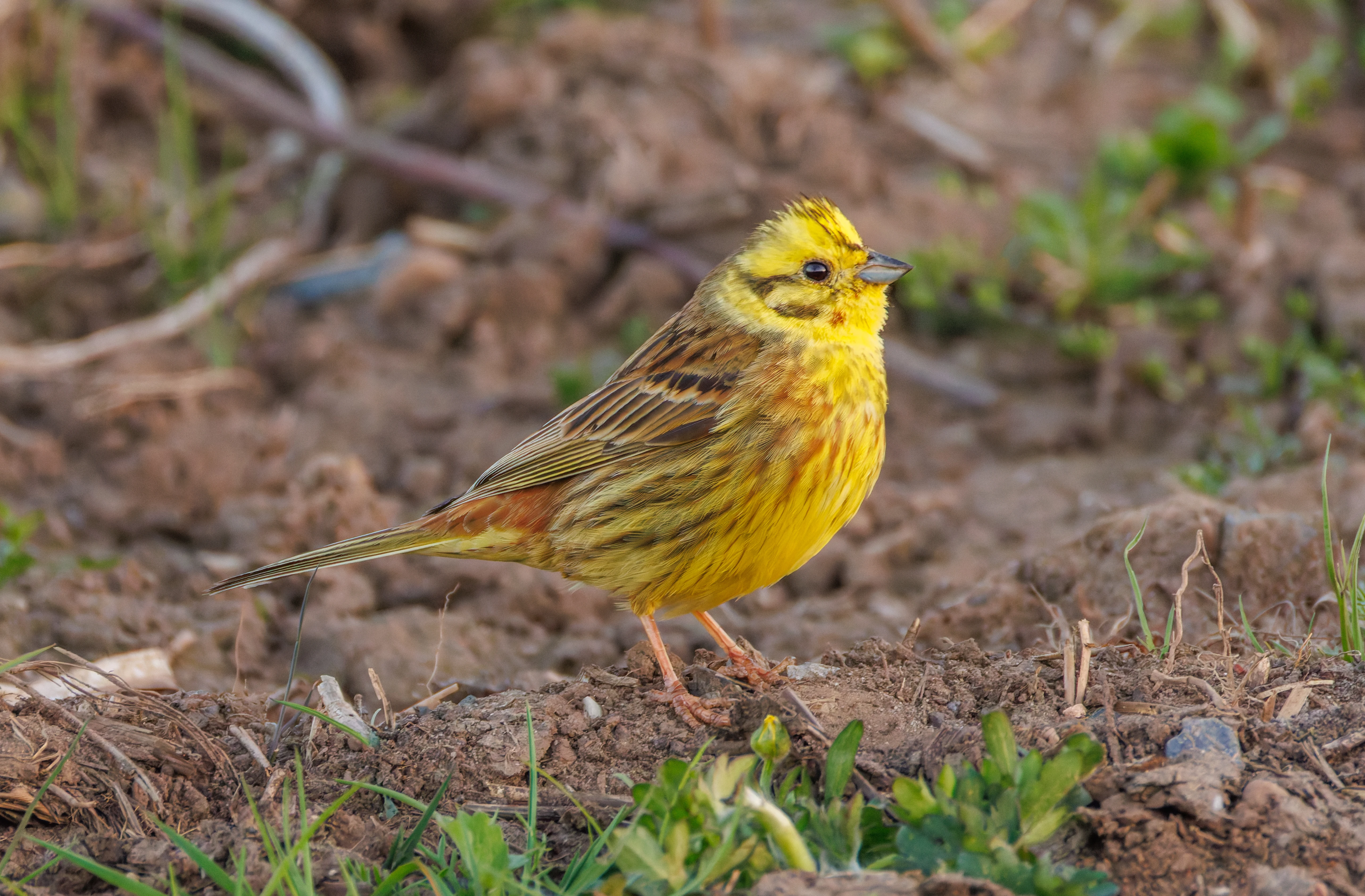Yellowhammer, Buston Links, Seahouses, Northumberland, UK — photo by Orlando Prugel-Bennett