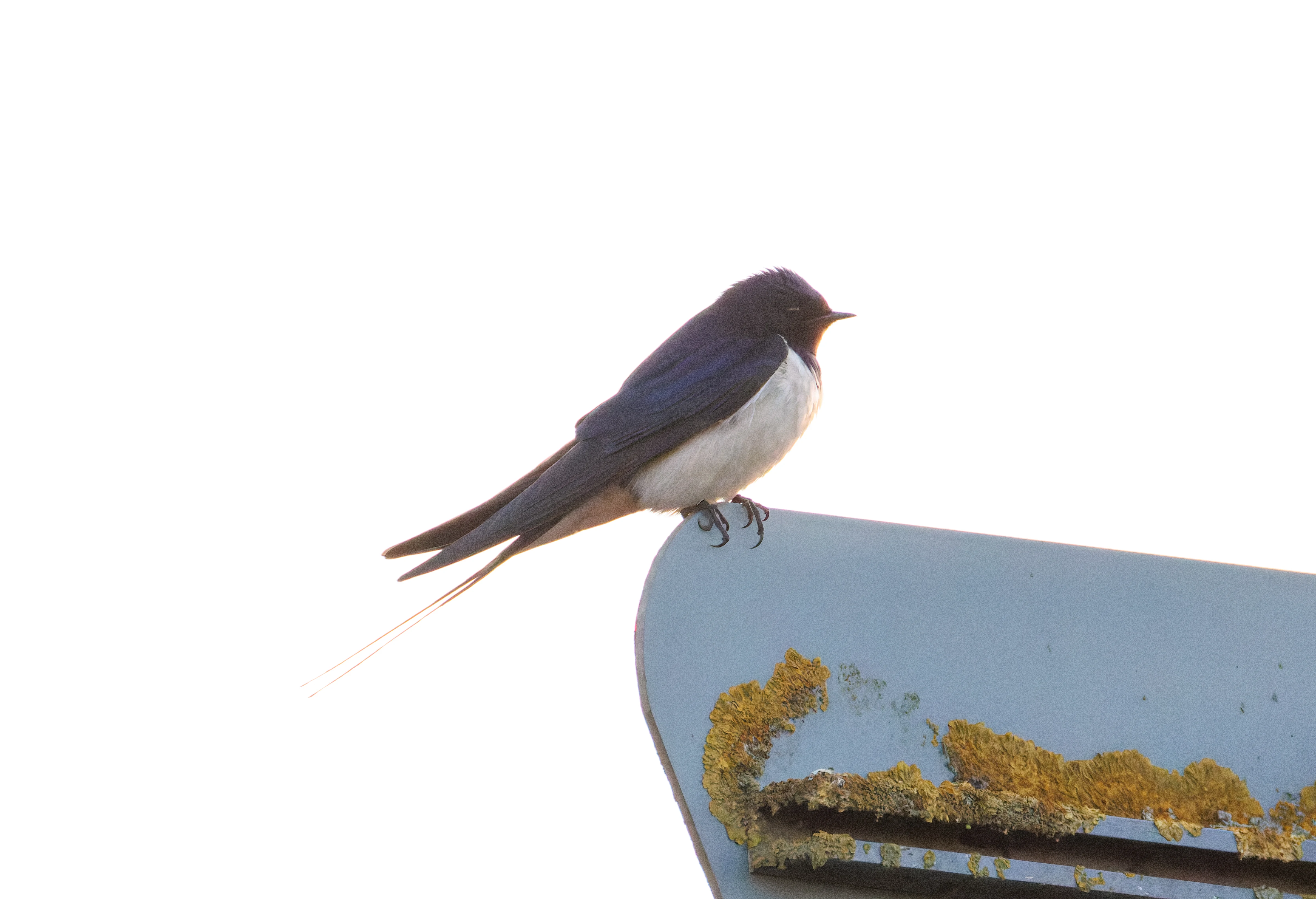 Barn Swallow, Buston Links, Seahouses, Northumberland, UK — photo by Orlando Prugel-Bennett