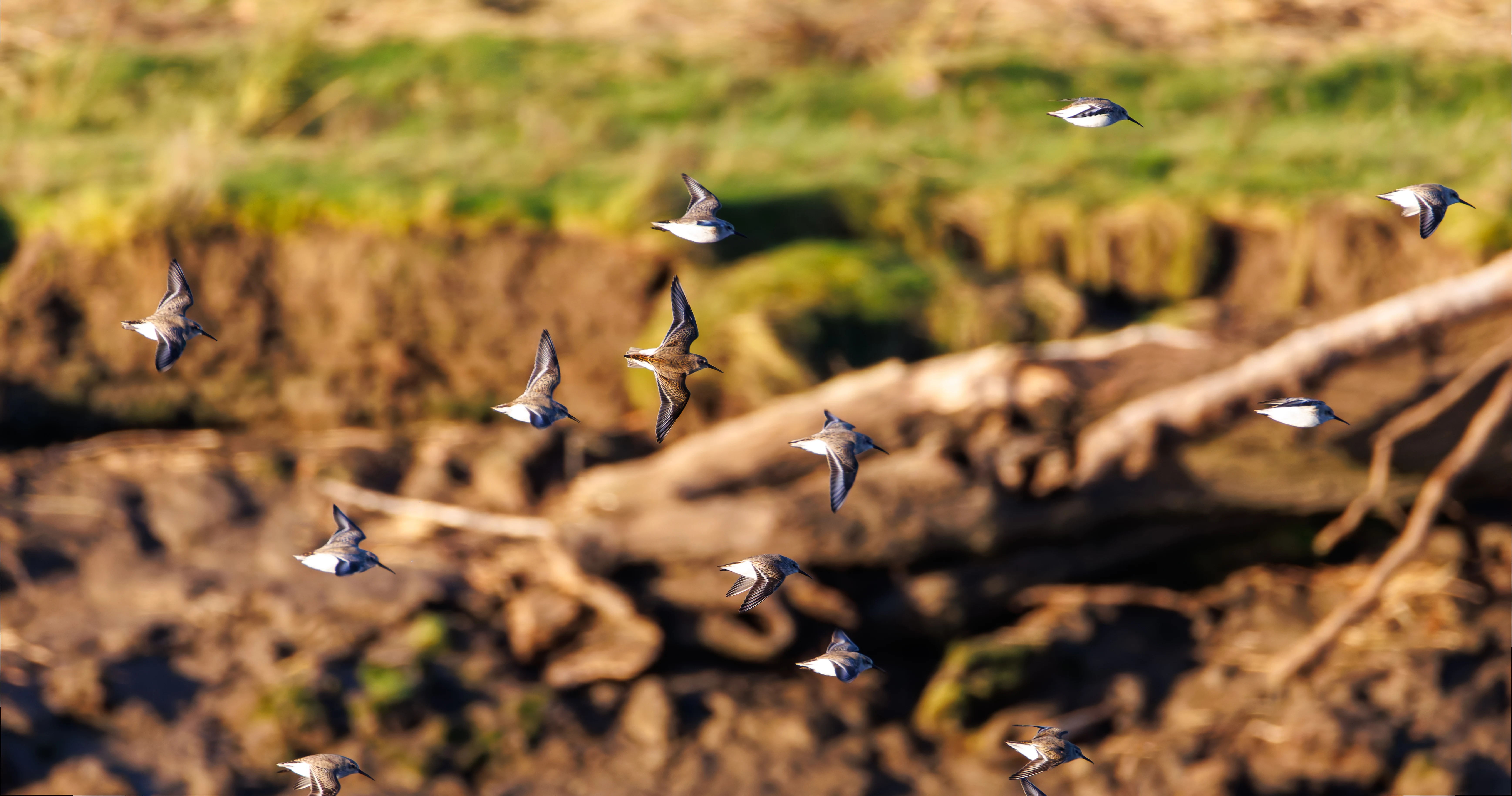 Sandpipers, River Lune, UK — photo by Orlando Prugel-Bennett