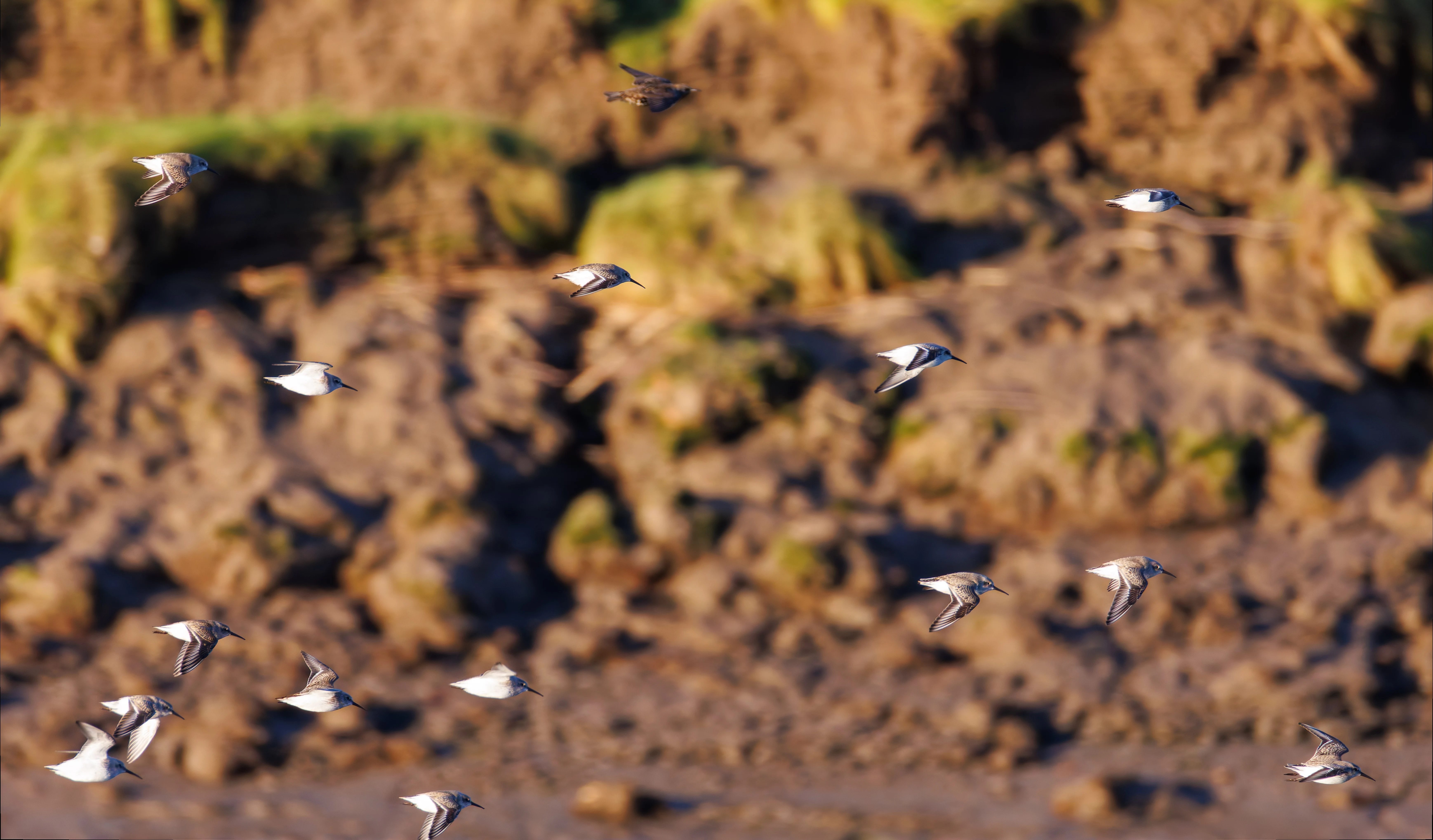 Sandpipers, River Lune, UK — photo by Orlando Prugel-Bennett