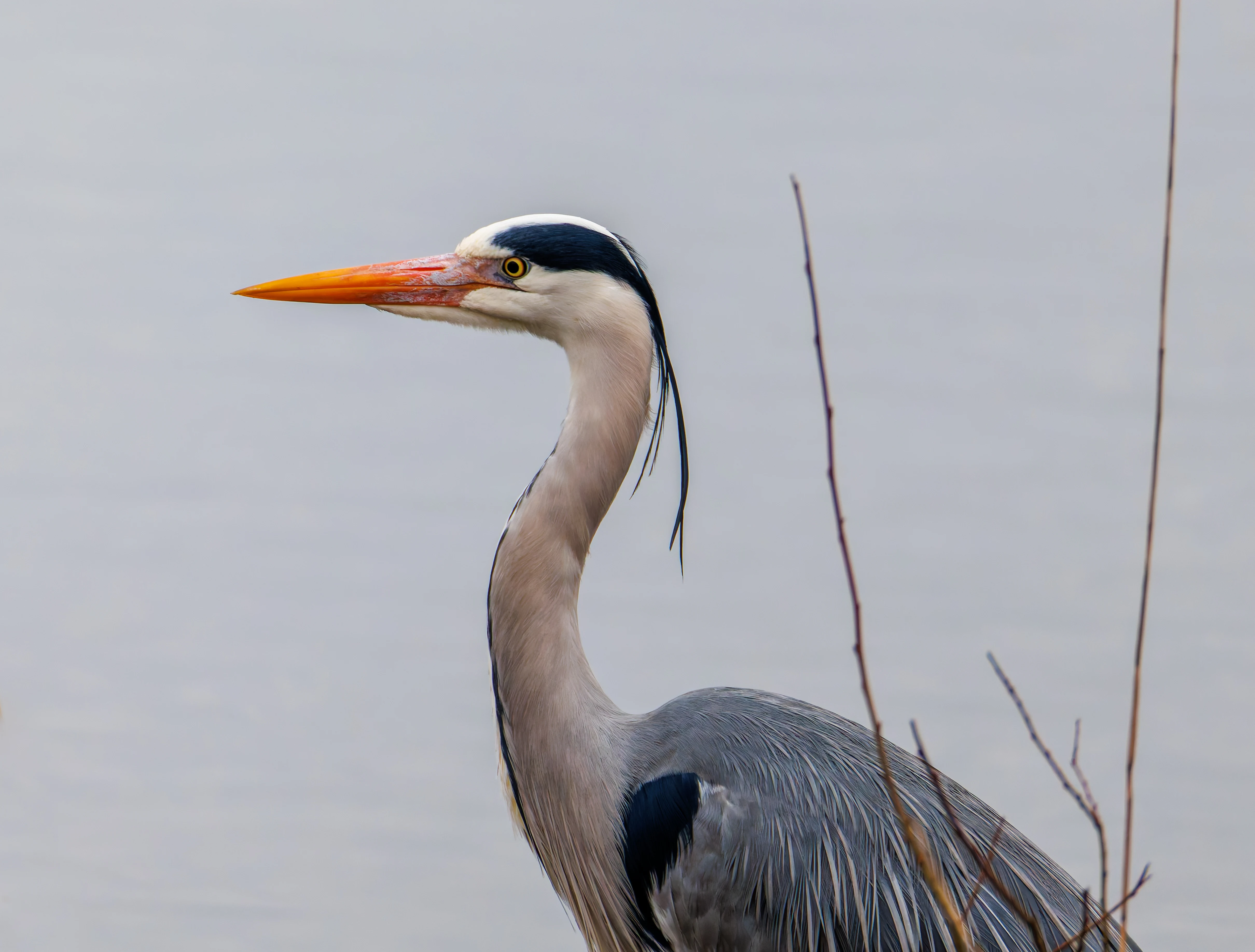 Grey Heron, Brockholes, Preston, UK — photo by Orlando Prugel-Bennett
