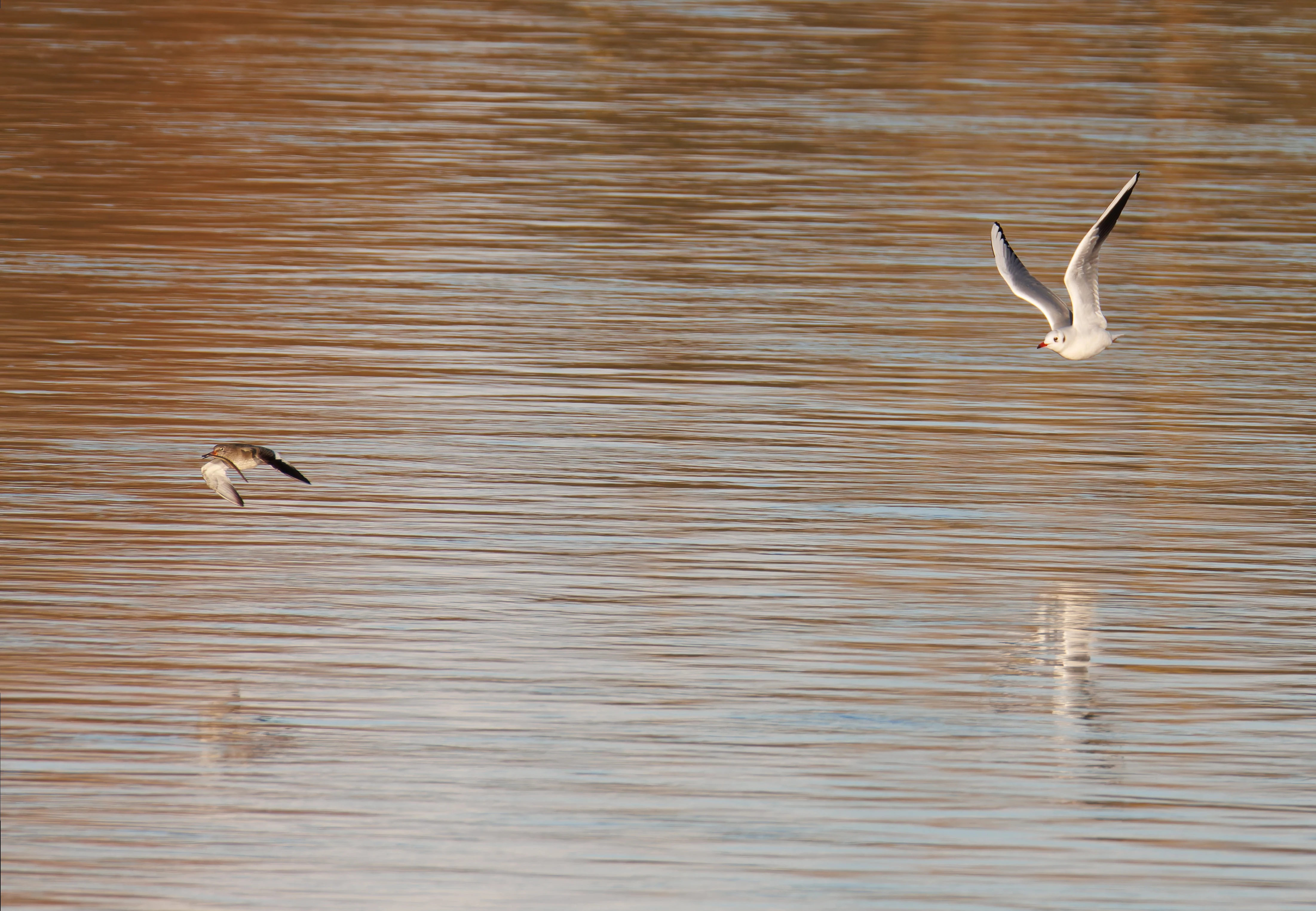 Gull chasing Sandpiper, River Lune, UK — photo by Orlando Prugel-Bennett