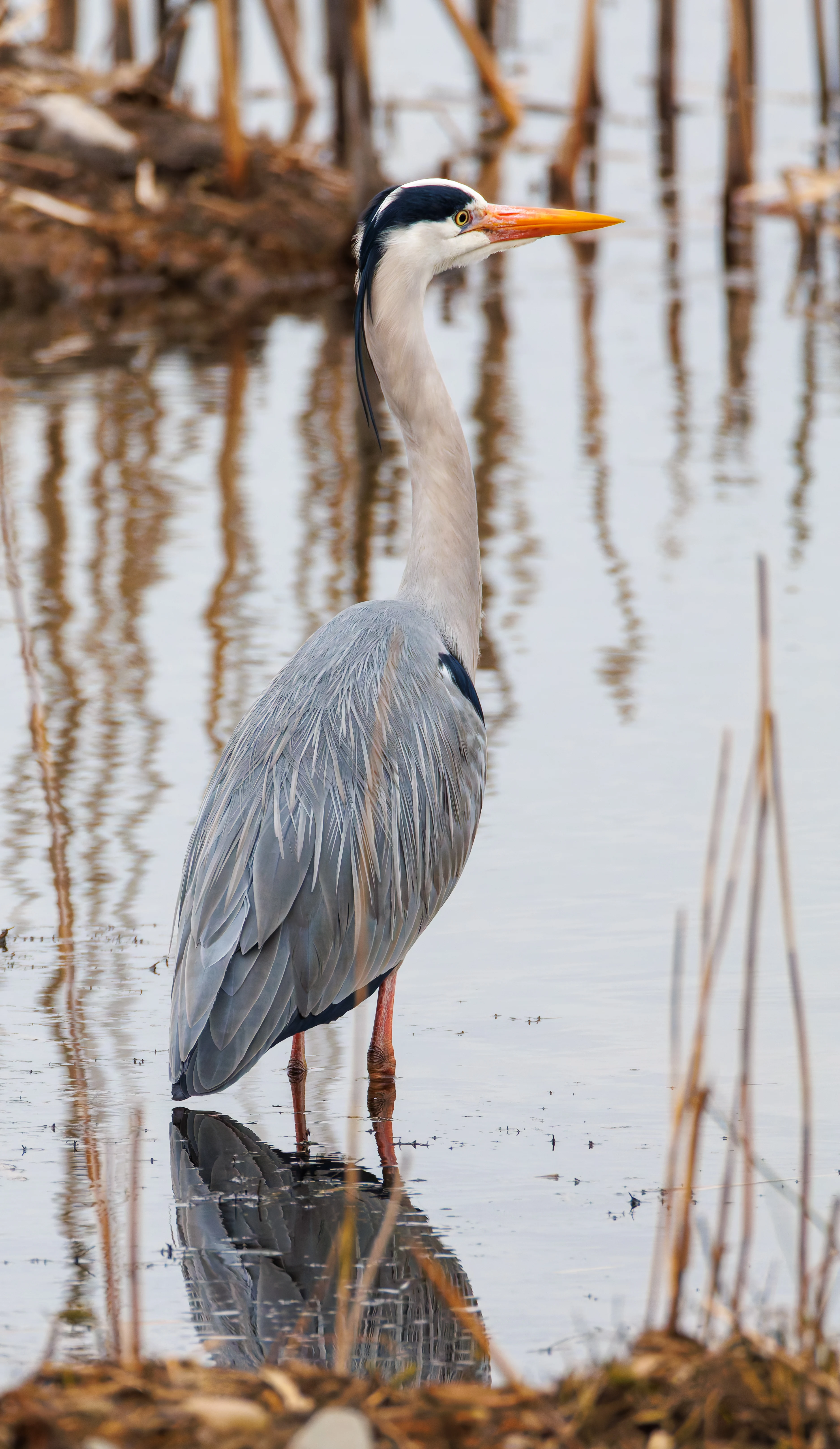 Grey Heron, Brockholes, Preston, UK — photo by Orlando Prugel-Bennett