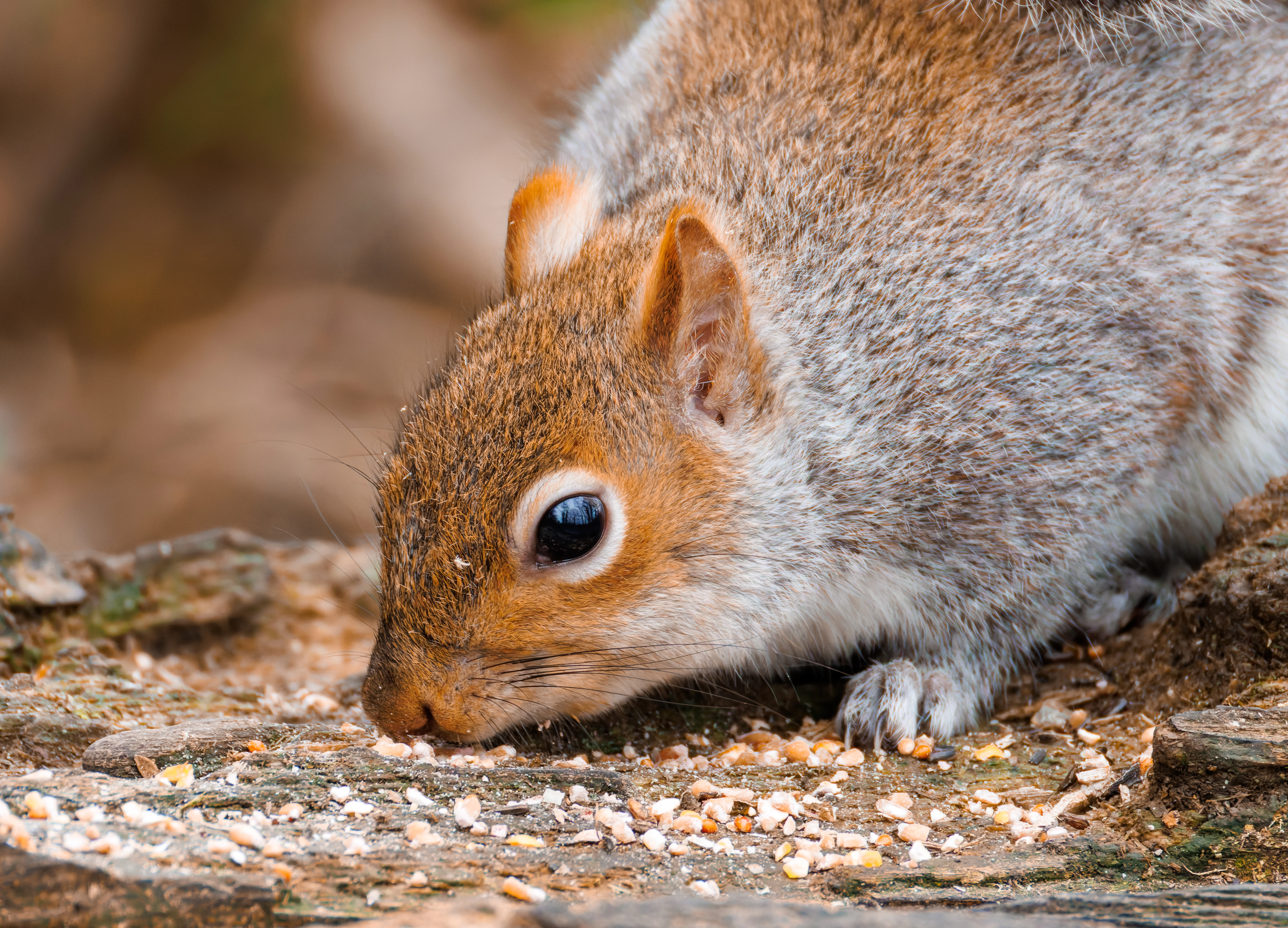 Grey Squirrel, Brockholes, Preston, UK — photo by Orlando Prugel-Bennett