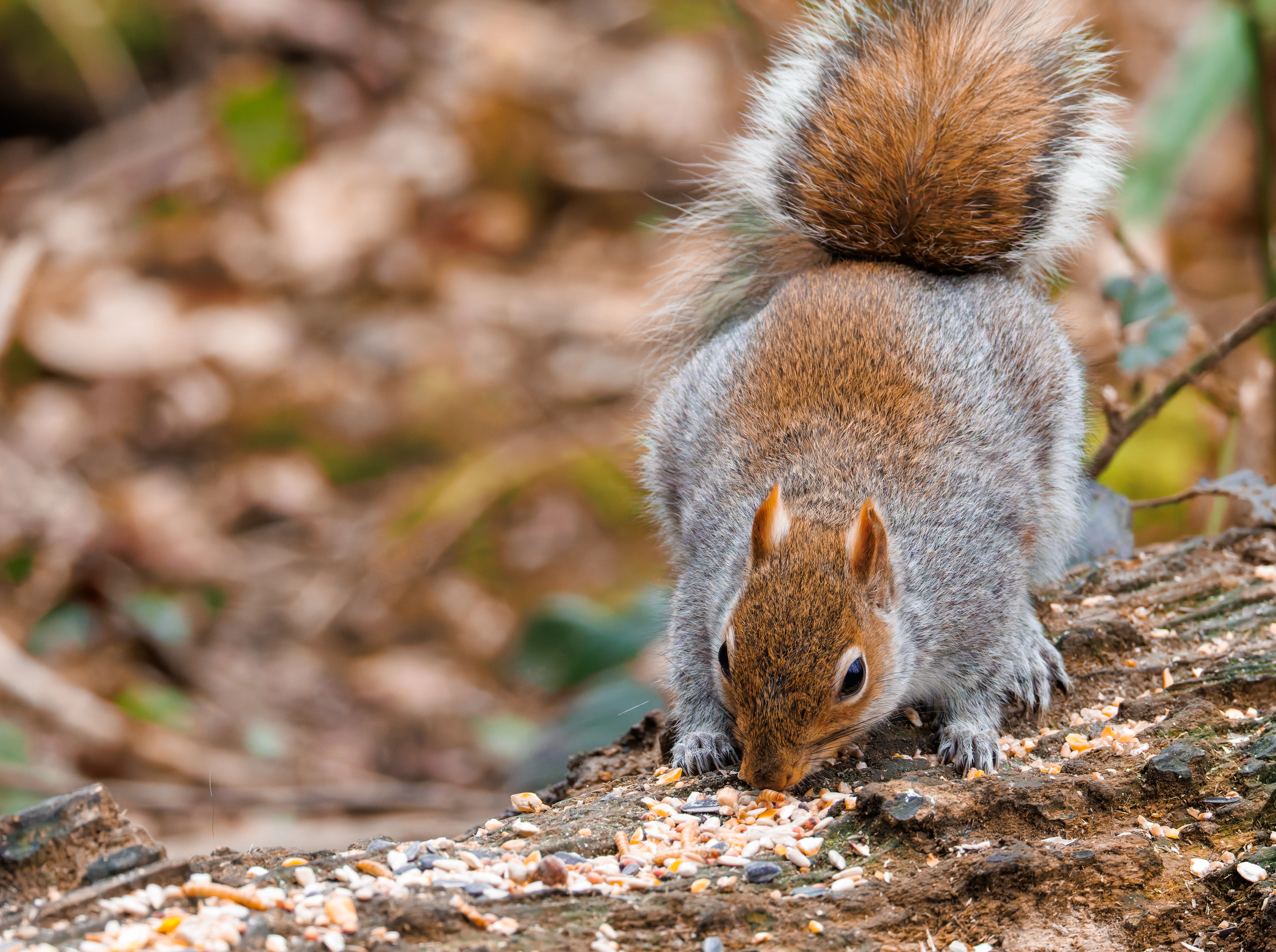 Grey Squirrel, Brockholes, Preston, UK — photo by Orlando Prugel-Bennett