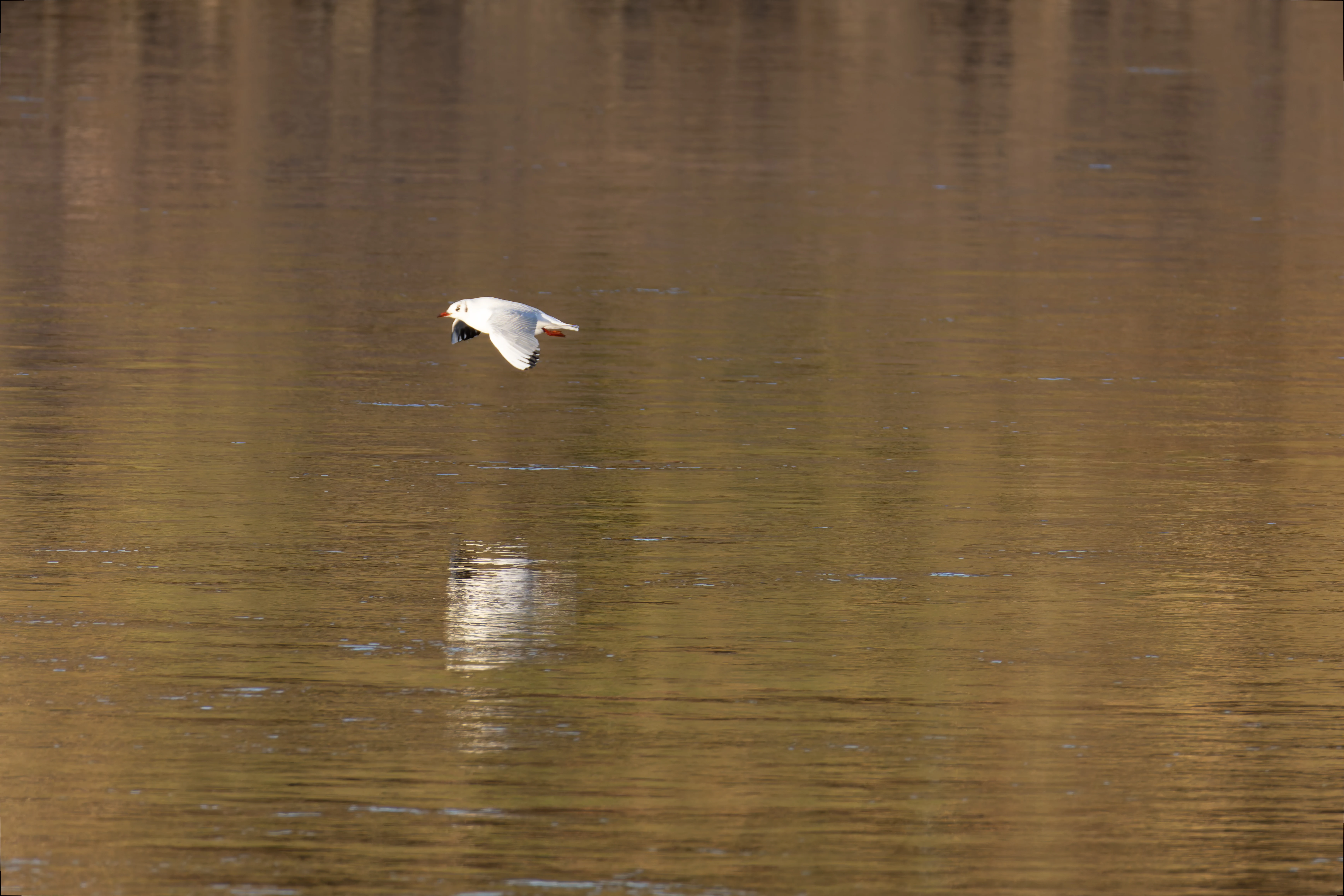 Gull, River Lune, UK — photo by Orlando Prugel-Bennett