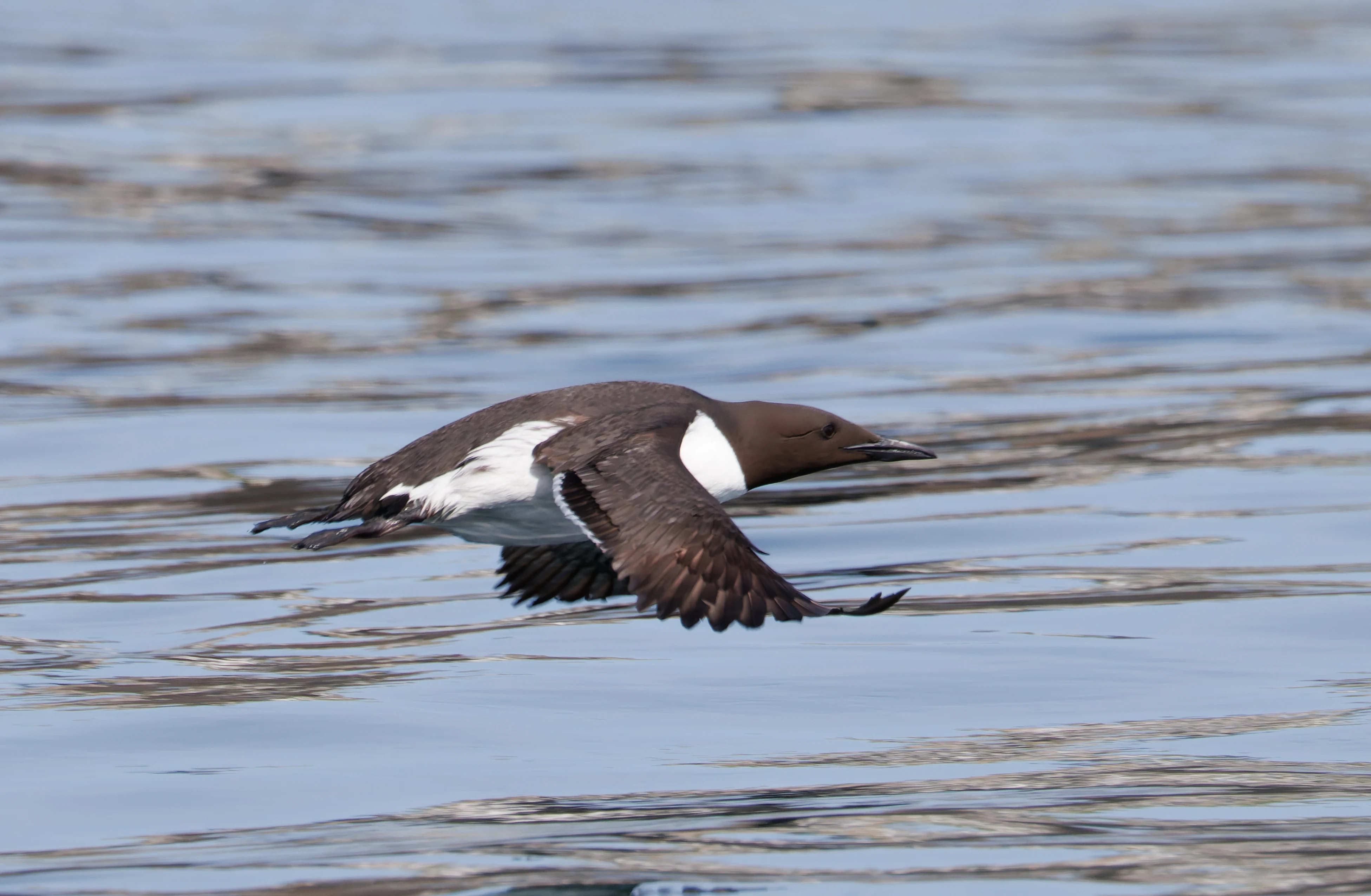 Guillemot, Farne Islands, Seahouses, Northumberland, UK — photo by Orlando Prugel-Bennett