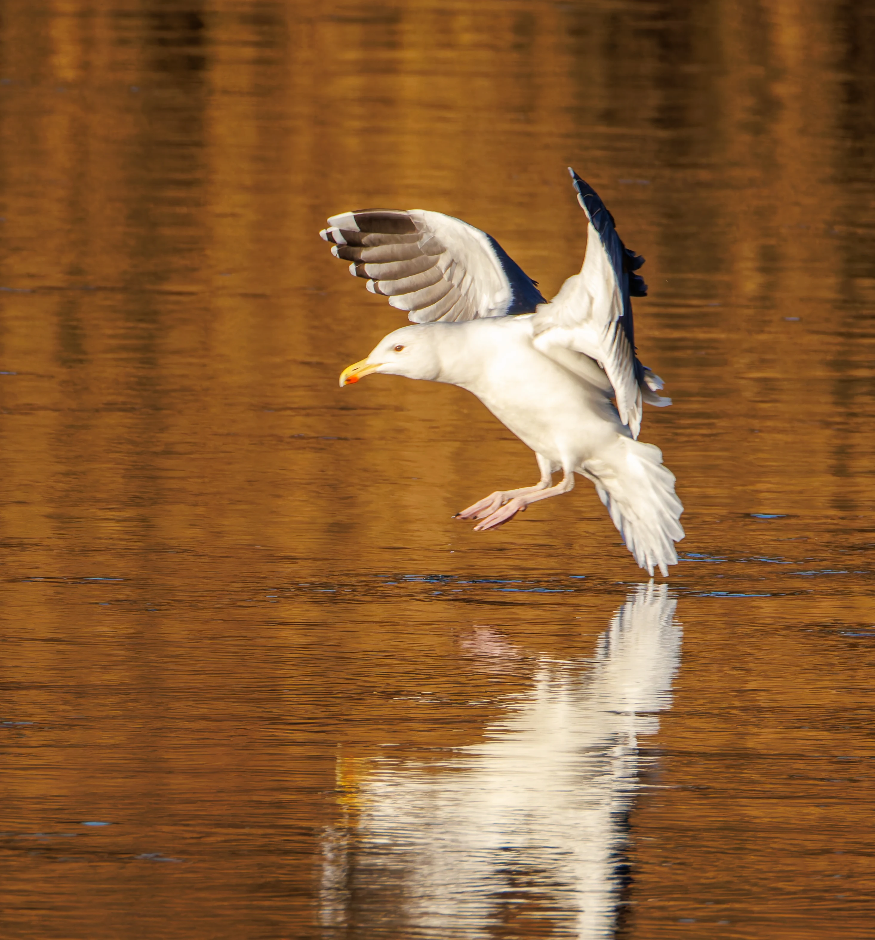 Gull, River Lune, UK — photo by Orlando Prugel-Bennett
