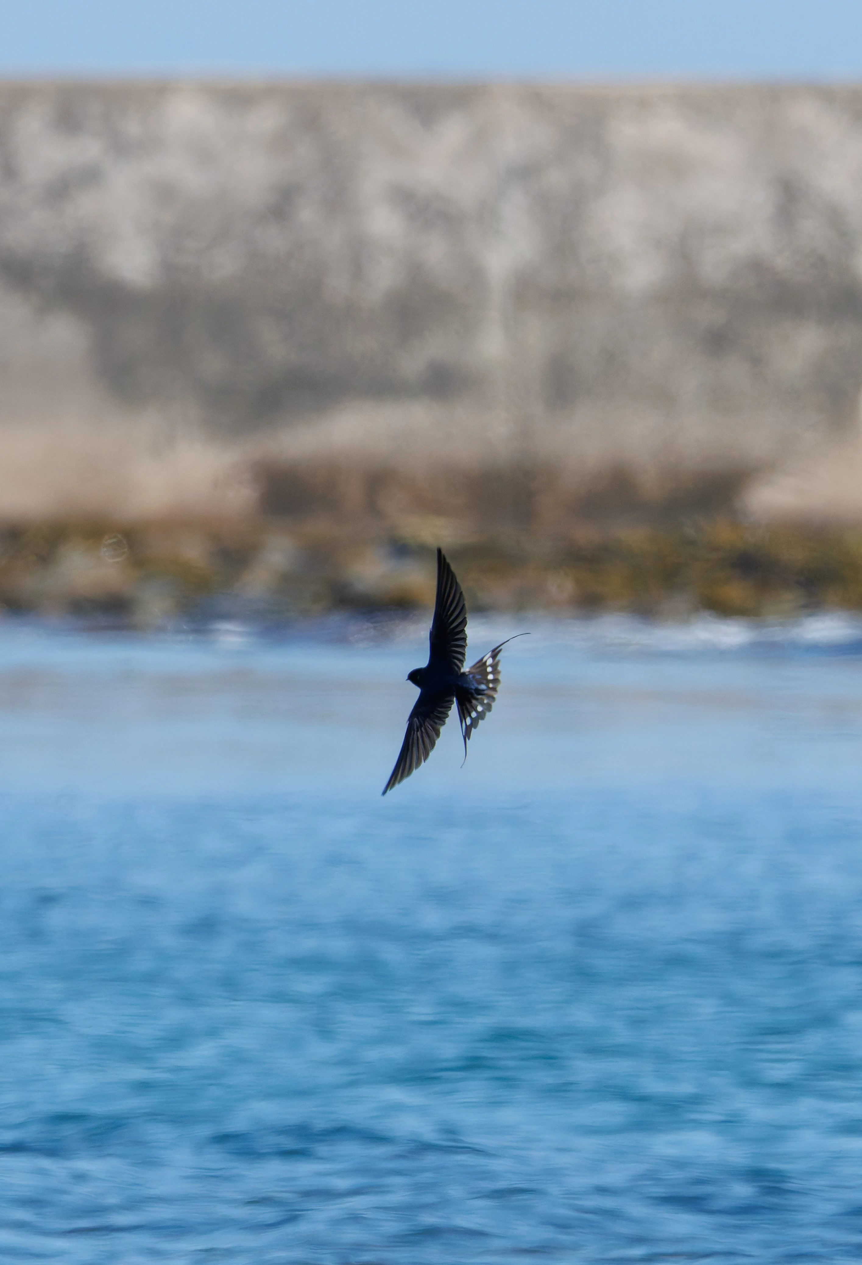 Barn Swallow, Farne Islands, Seahouses, Northumberland, UK — photo by Orlando Prugel-Bennett