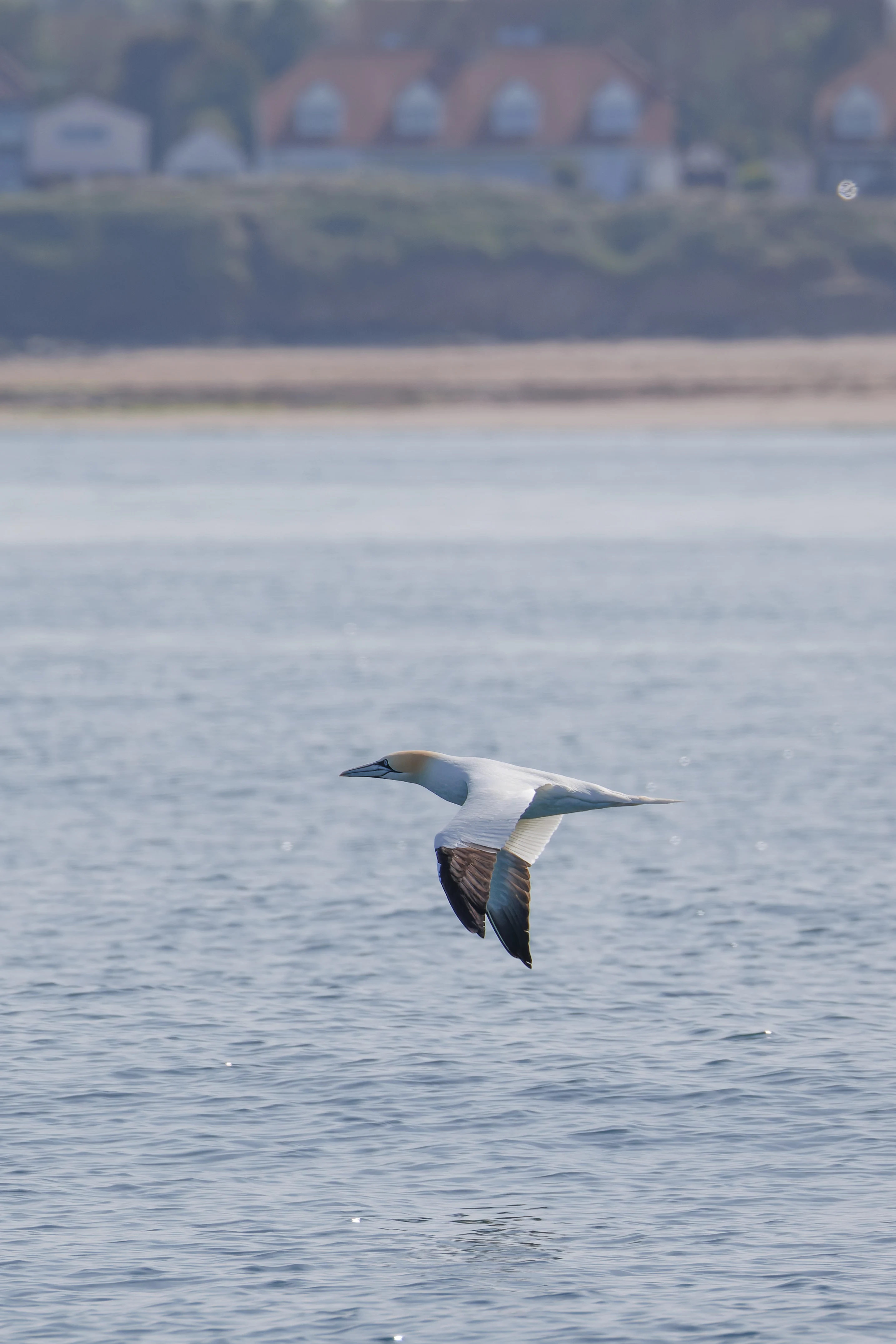 Northern gannet, Farne Islands, Seahouses, Northumberland, UK — photo by Orlando Prugel-Bennett