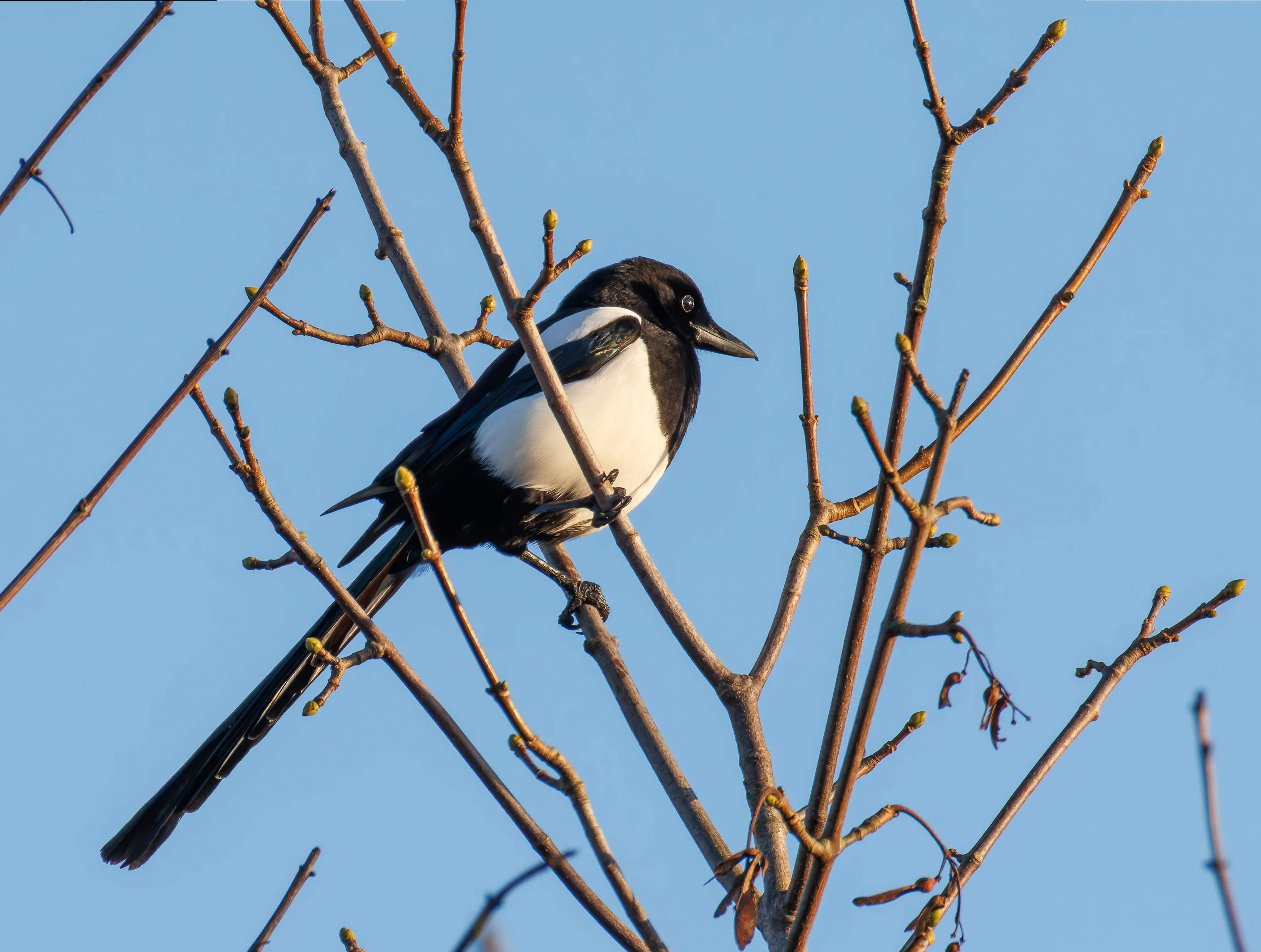 Magpie, River Lune, UK — photo by Orlando Prugel-Bennett