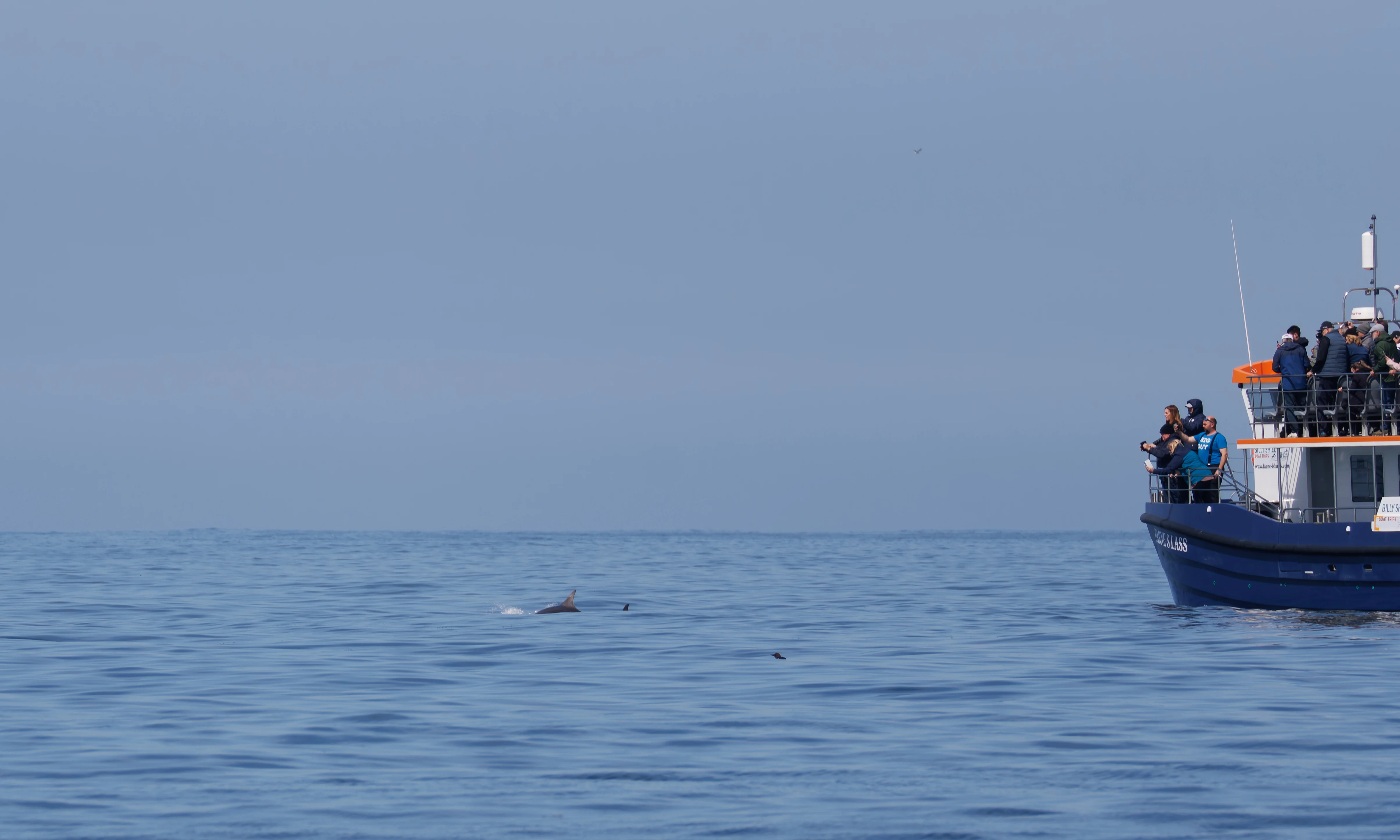 Bottlenose-Dolphin, Farne Islands, Seahouses, Northumberland, UK — photo by Orlando Prugel-Bennett