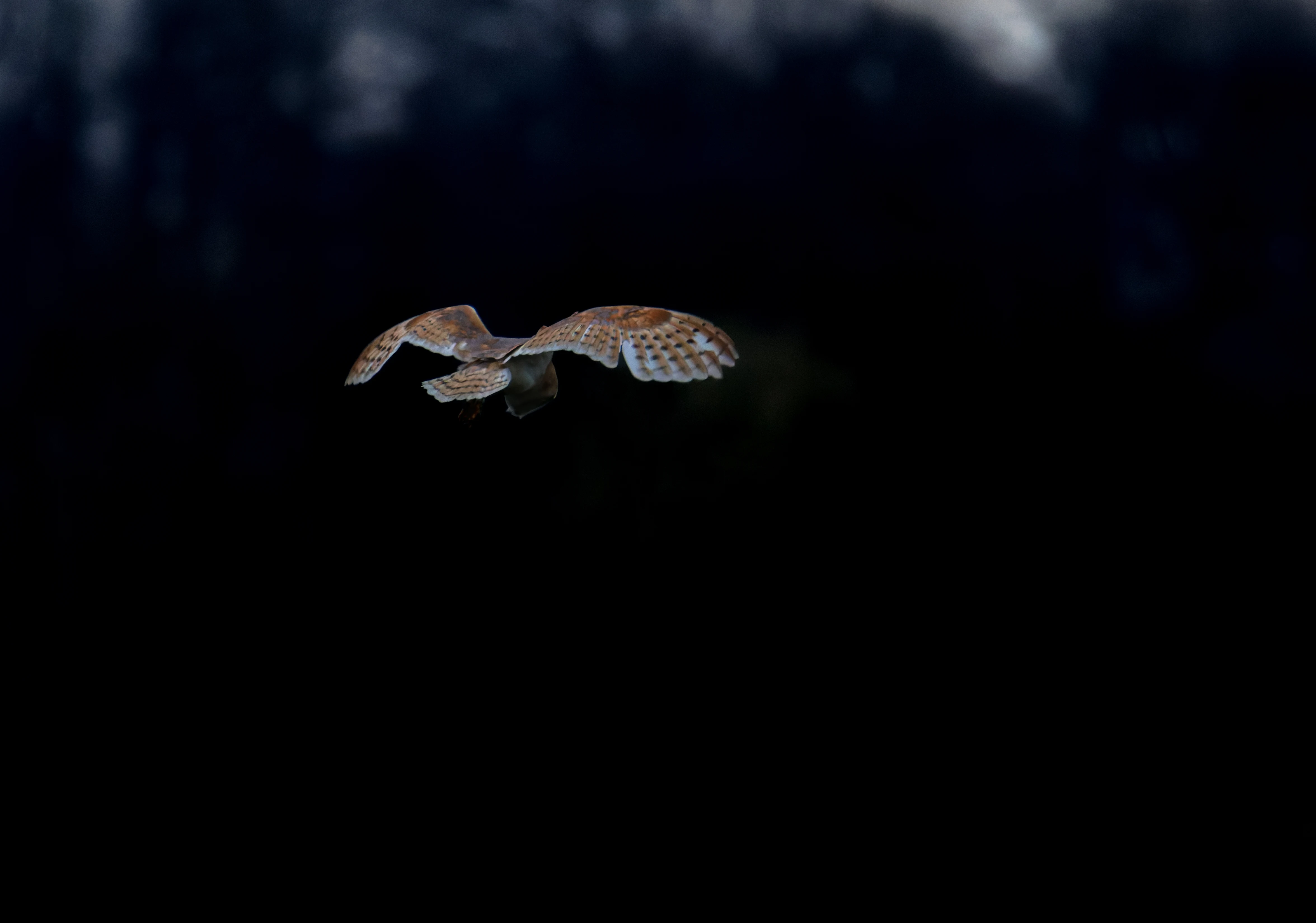 Barn Owl, Brockholes, Preston, UK — photo by Orlando Prugel-Bennett
