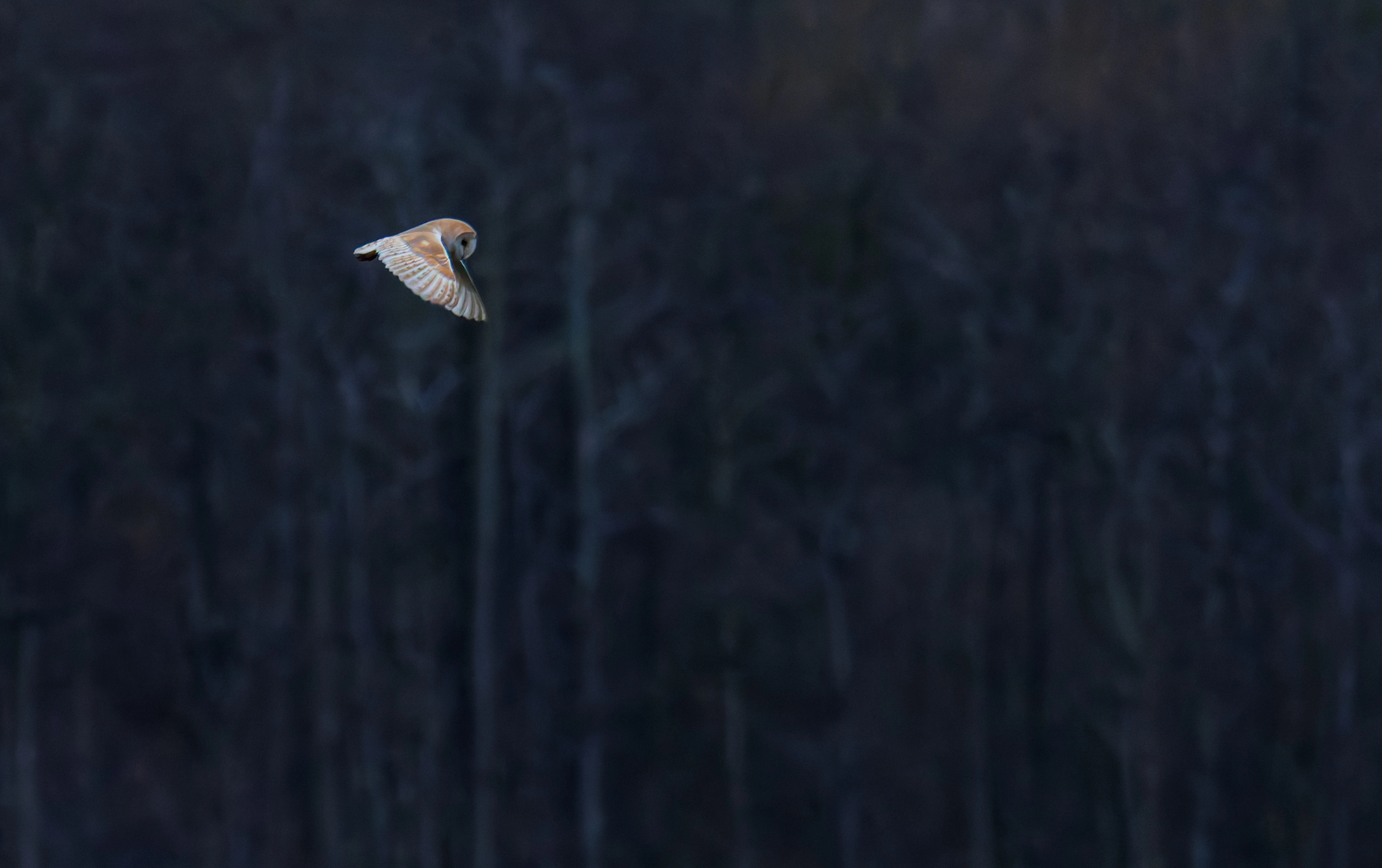 Barn Owl, Brockholes, Preston, UK — photo by Orlando Prugel-Bennett