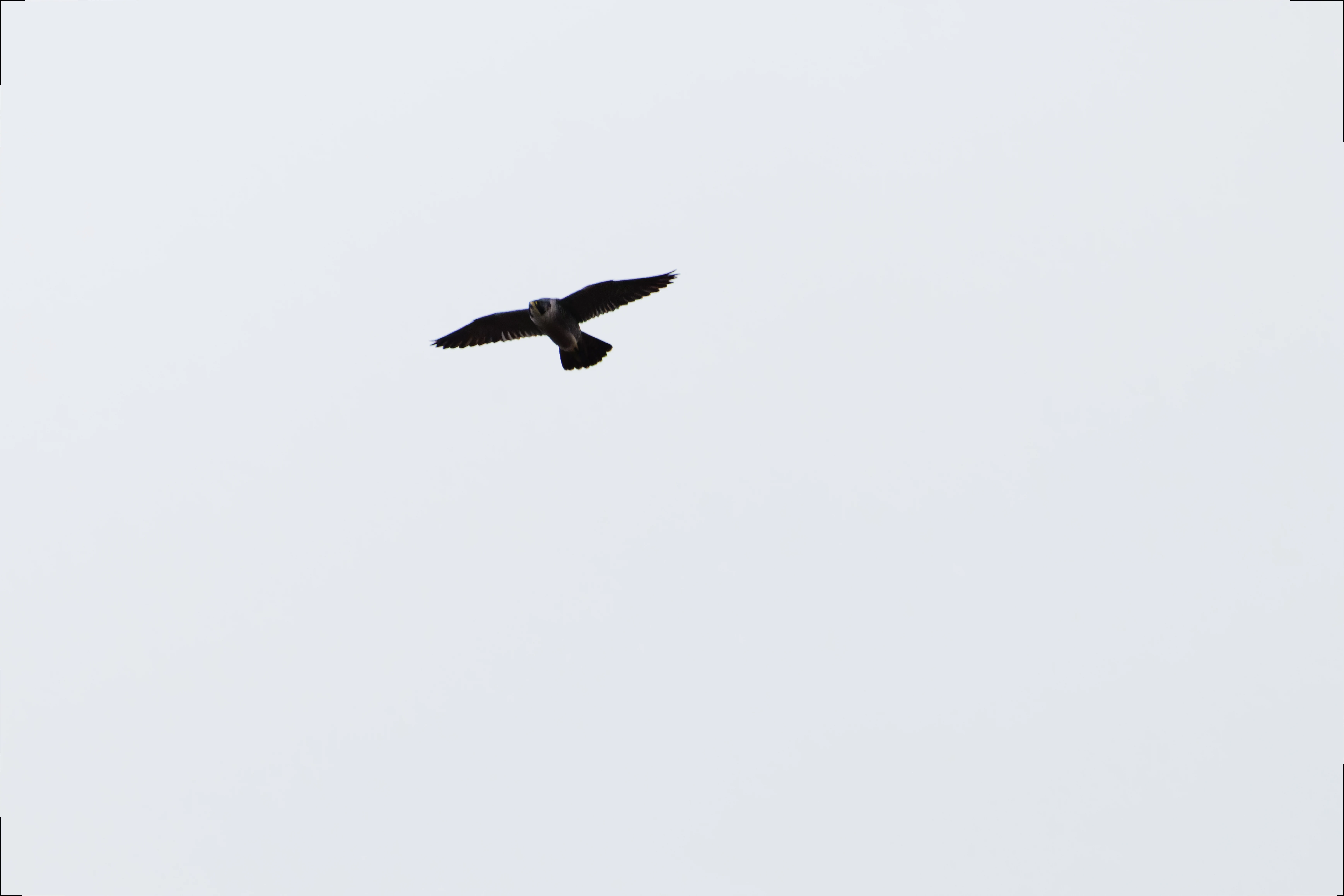 Peregrine falcon
Bird, Leighton Moss, UK — photo by Orlando Prugel-Bennett