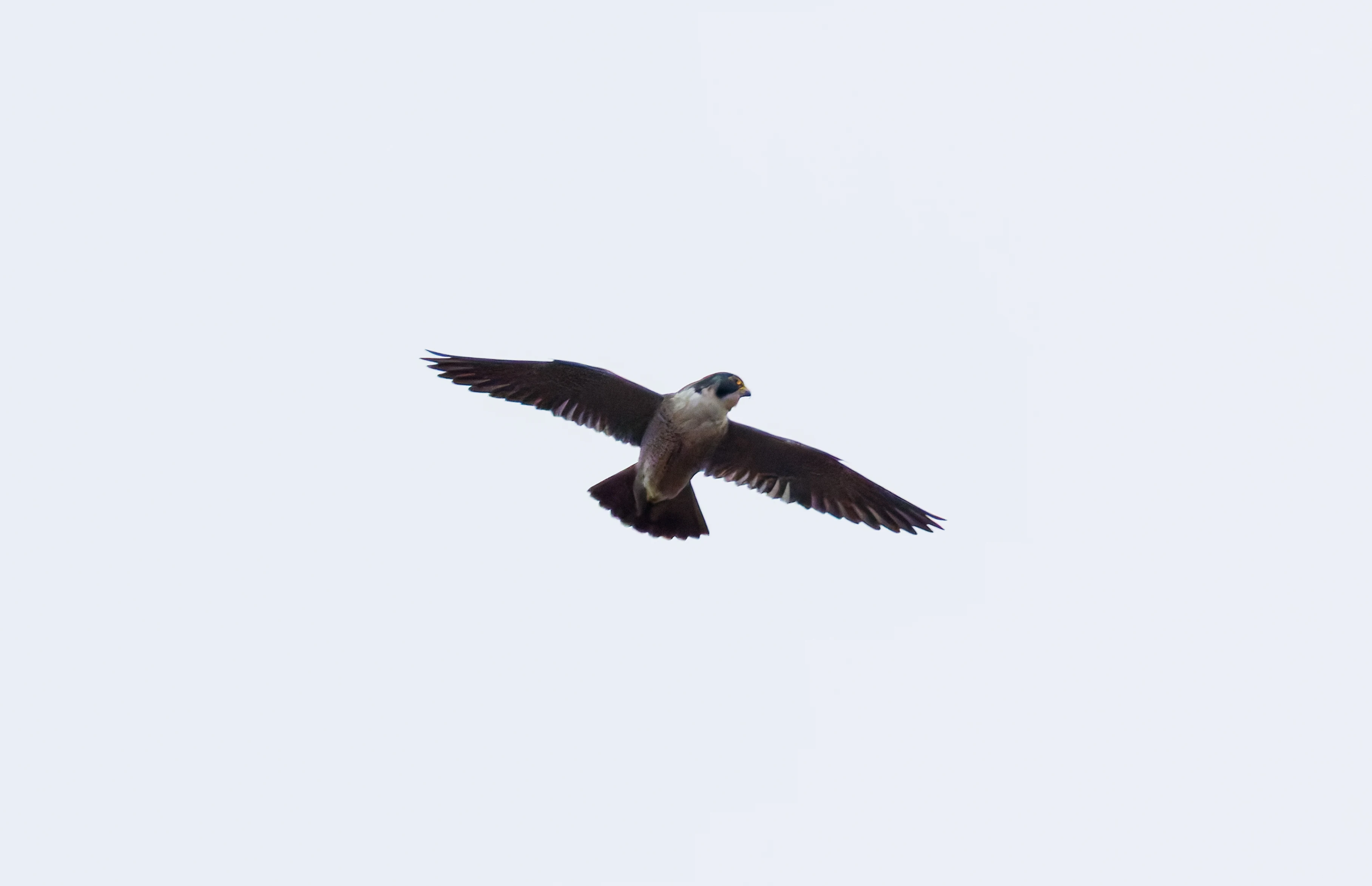 Peregrine falcon, Leighton Moss, UK — photo by Orlando Prugel-Bennett