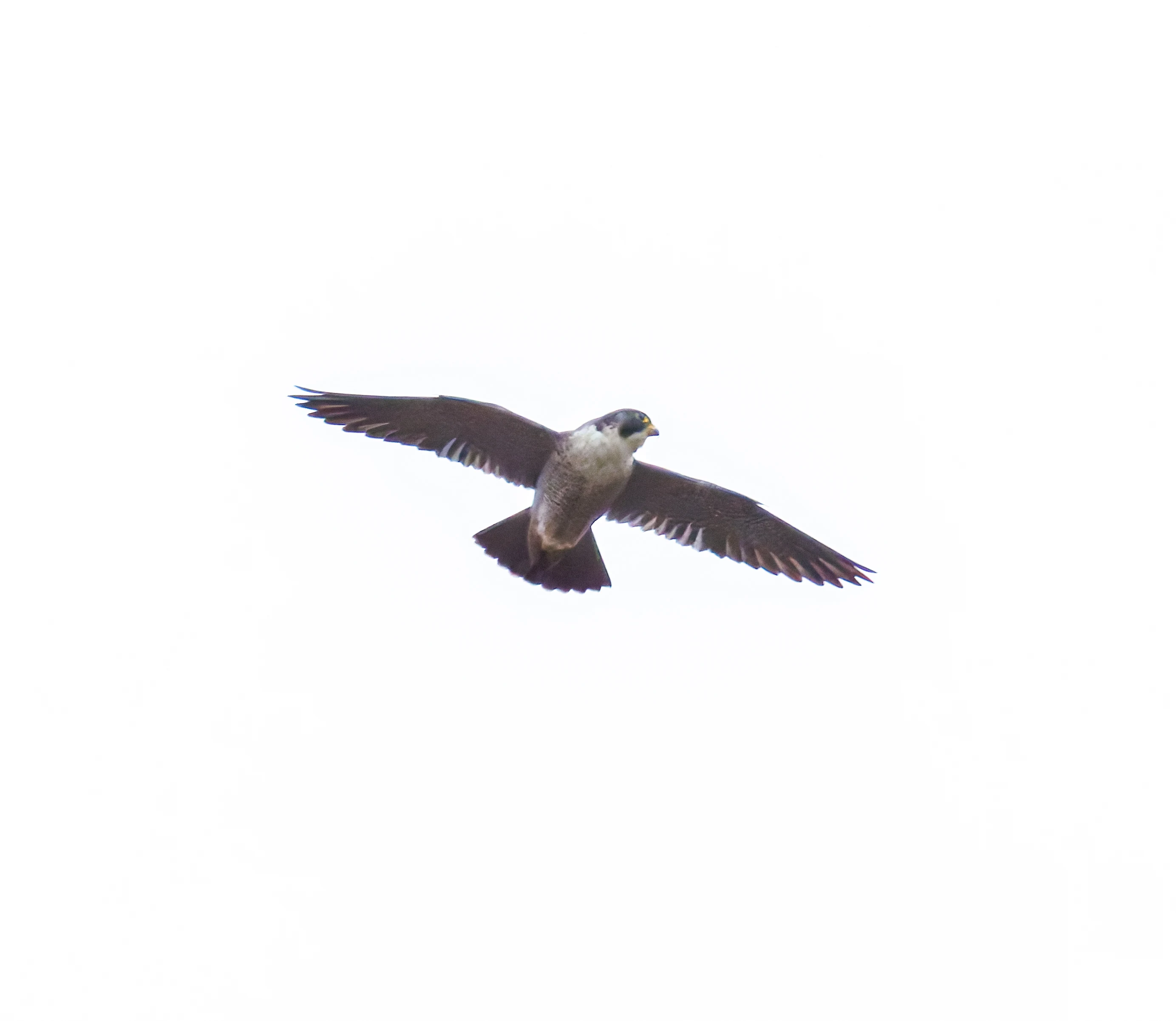 Peregrine falcon, Leighton Moss, UK — photo by Orlando Prugel-Bennett