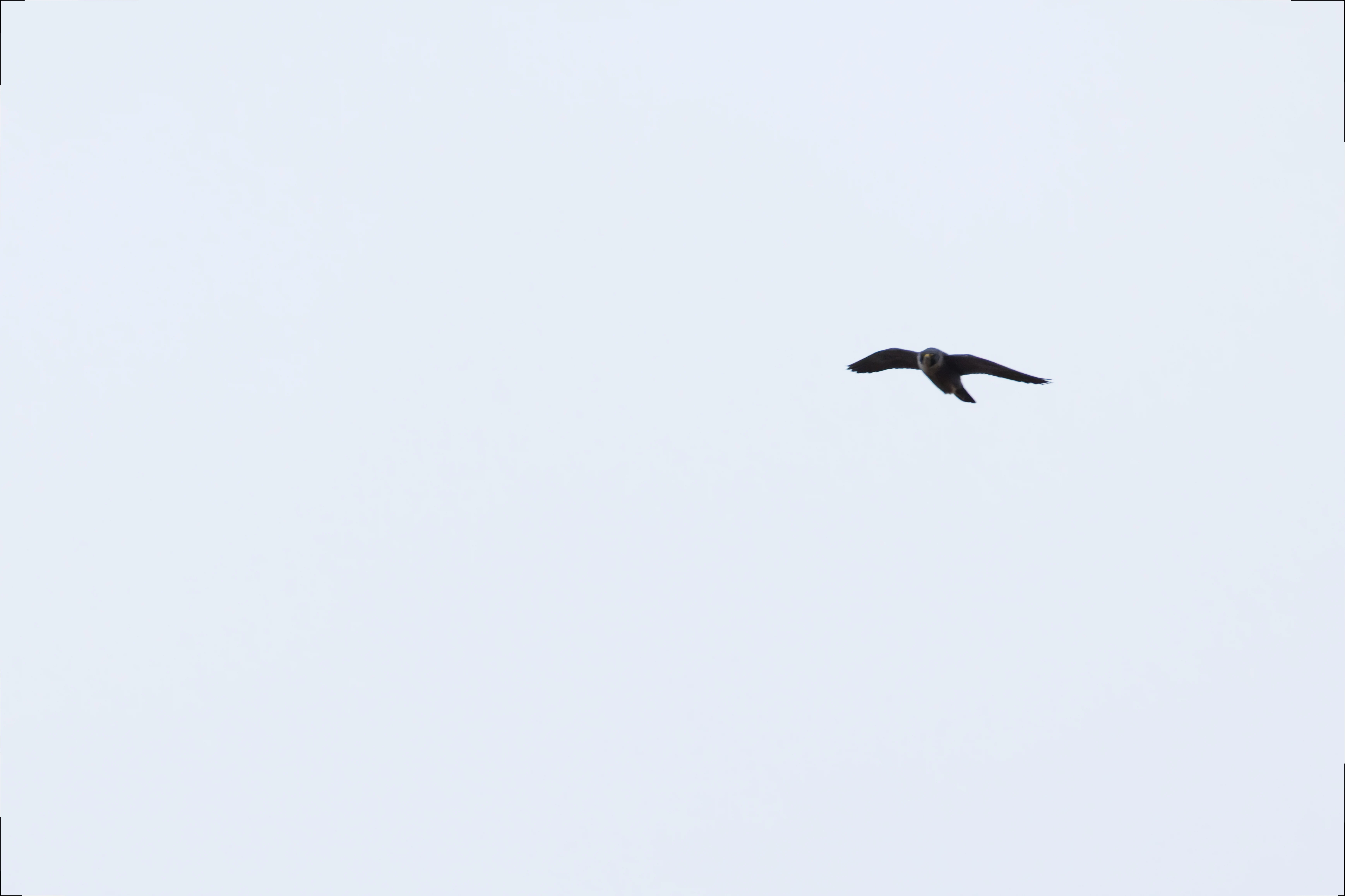 Peregrine falcon, Leighton Moss, UK — photo by Orlando Prugel-Bennett