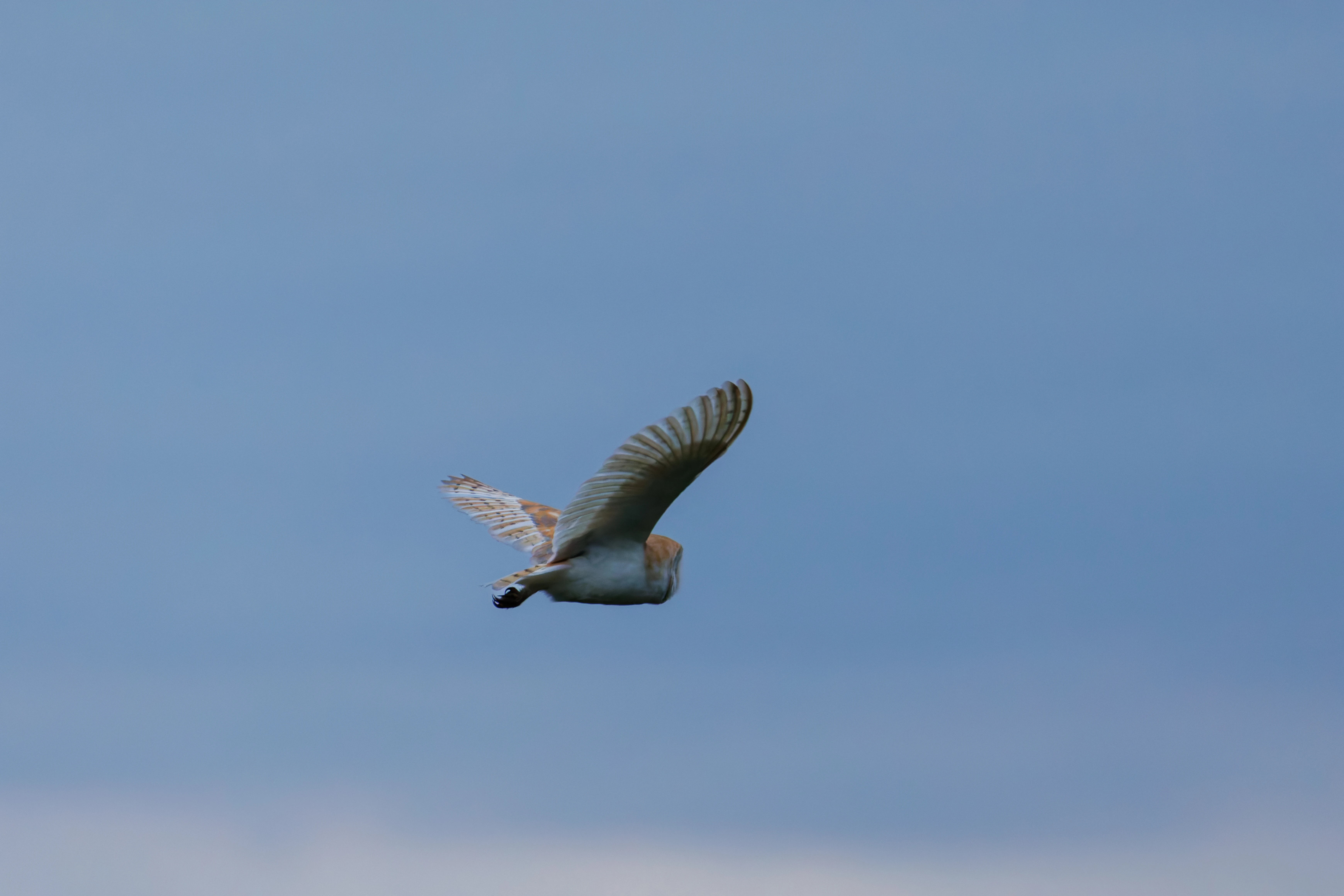 Barn Owl, Brockholes, Preston, UK — photo by Orlando Prugel-Bennett
