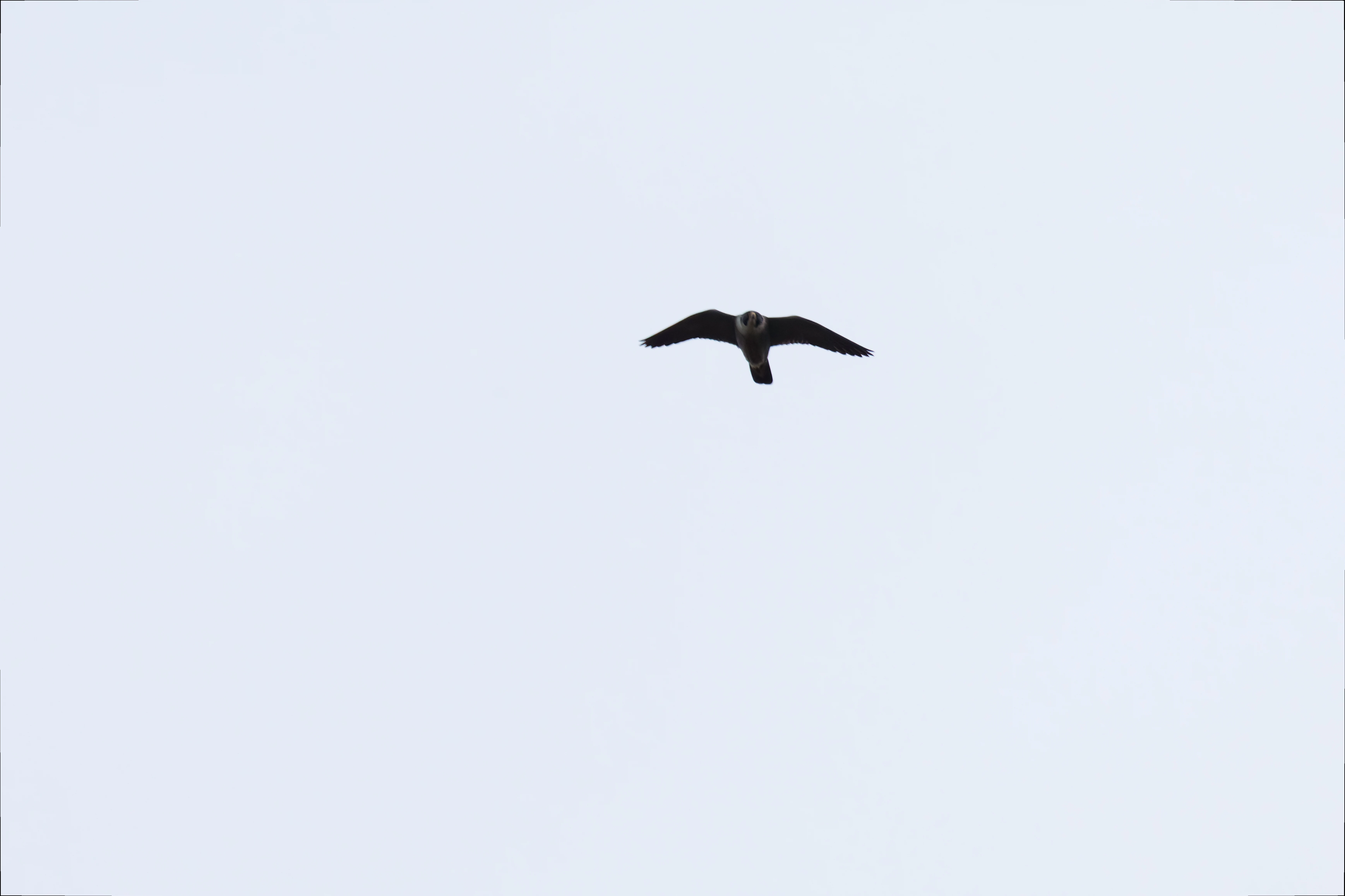 Peregrine falcon
Bird, Leighton Moss, UK — photo by Orlando Prugel-Bennett