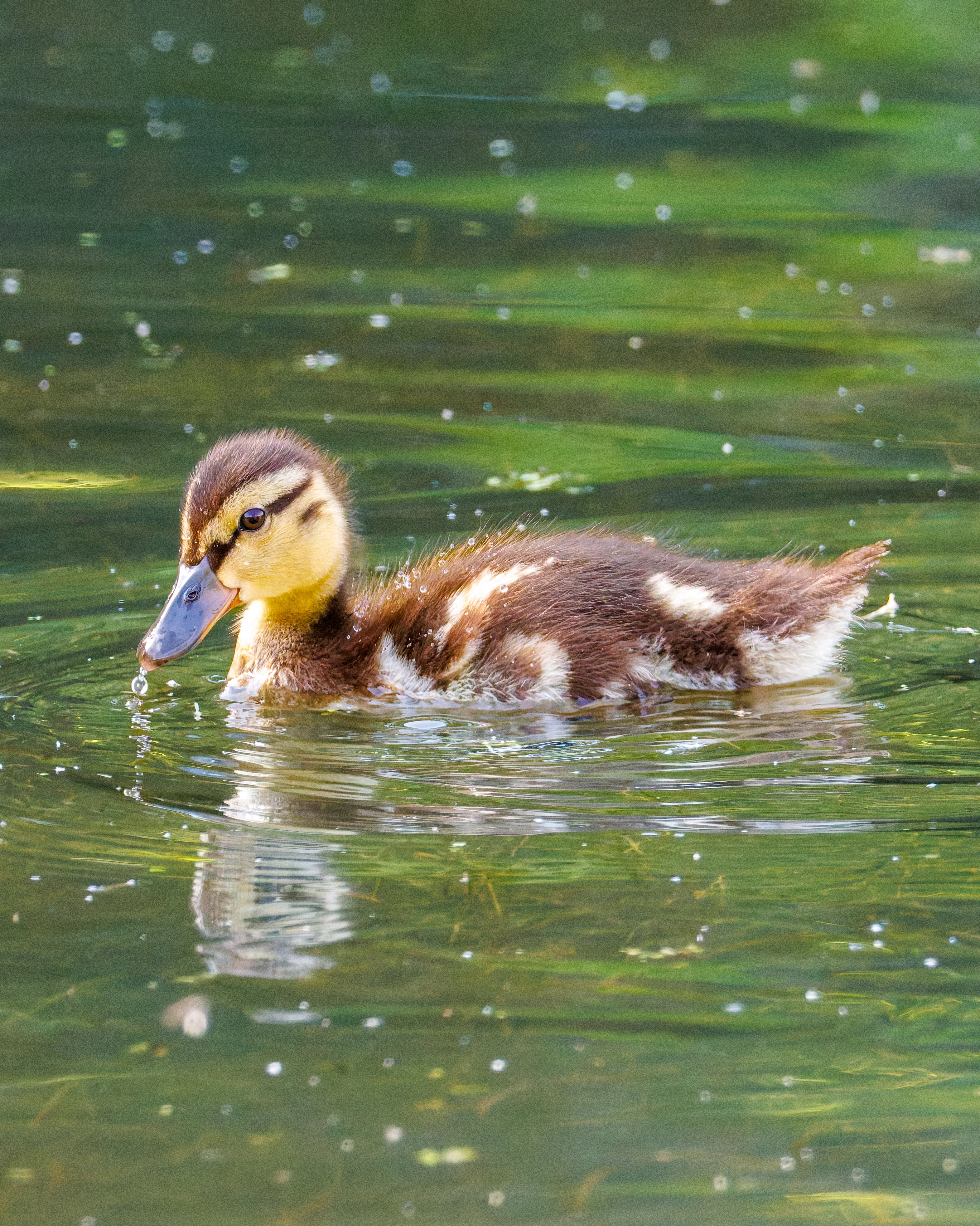 Mallard Chick, Lancaster University, Lancashire, UK — photo by Orlando Prugel-Bennett