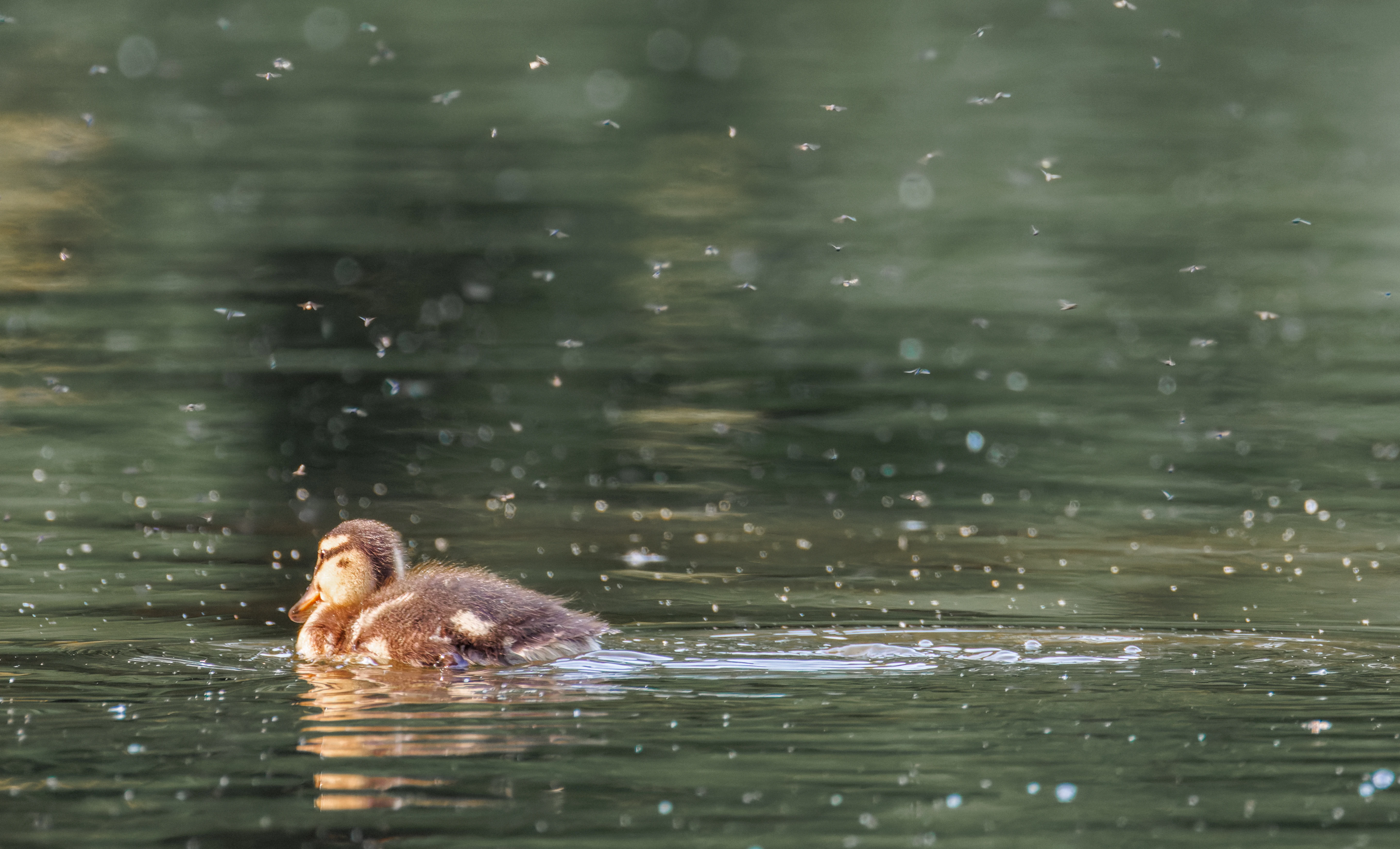 Mallard Chick, Lancaster University, Lancashire, UK — photo by Orlando Prugel-Bennett