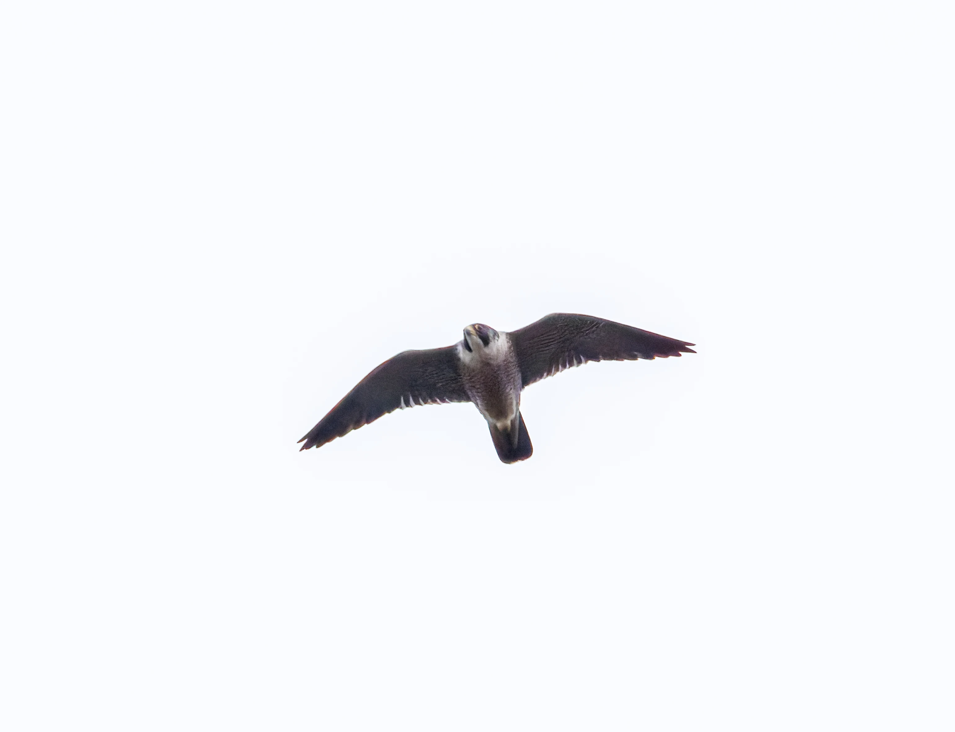 Peregrine Falcon, Leighton Moss, UK — photo by Orlando Prugel-Bennett