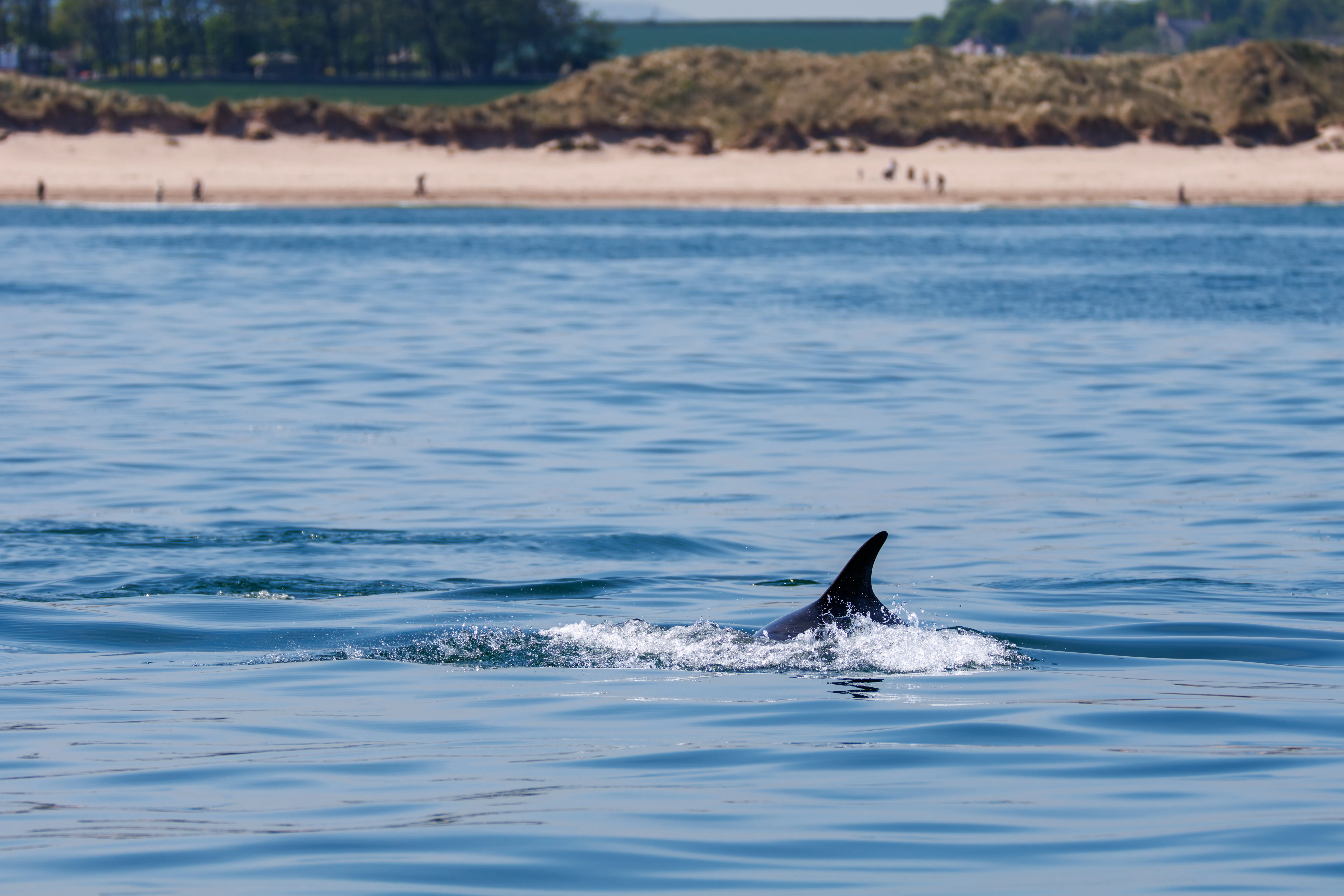 Bottlenose-Dolphin, Farne Islands, Seahouses, Northumberland, UK — photo by Orlando Prugel-Bennett