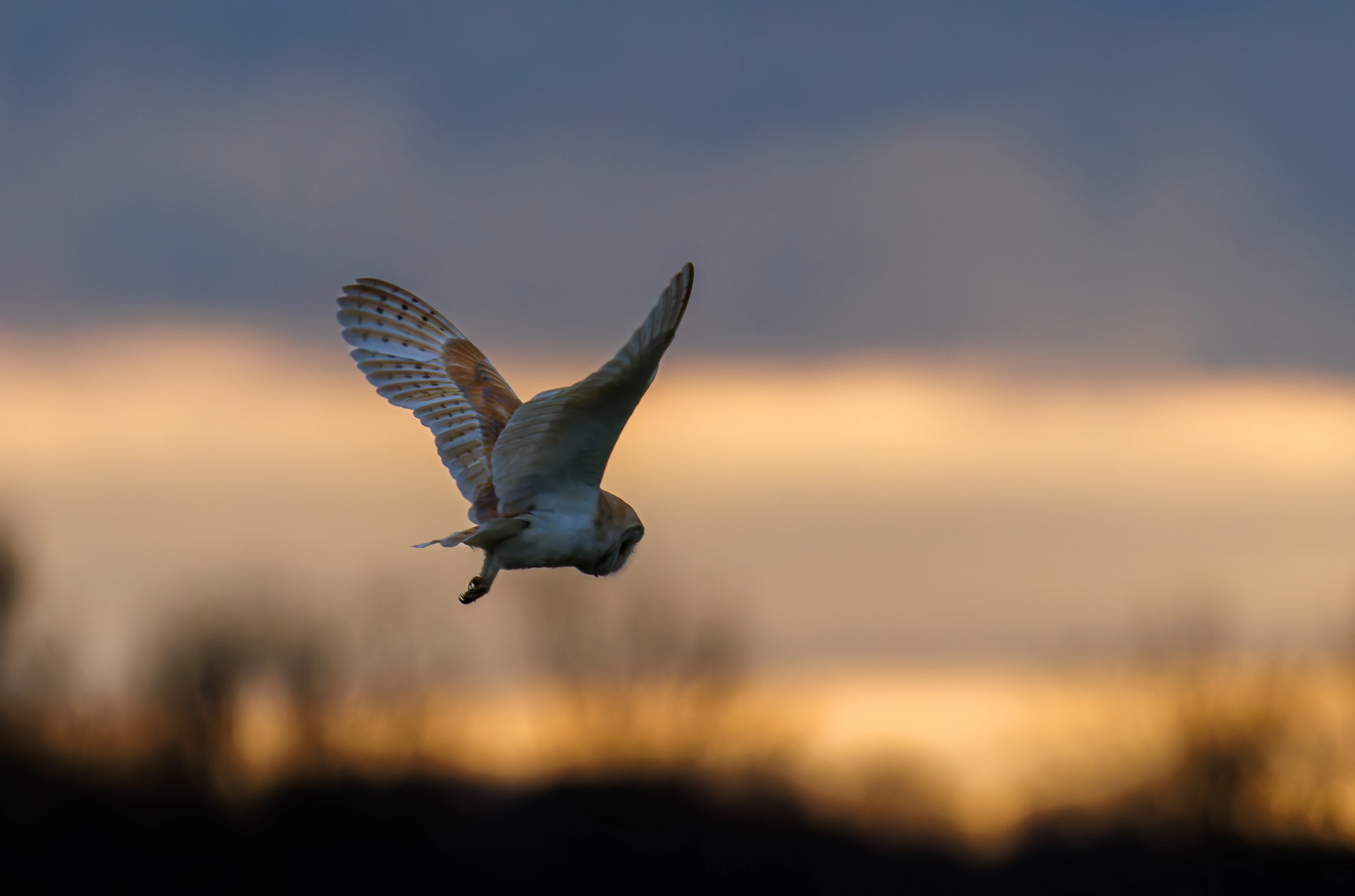 Barn Owl, Brockholes, Preston, UK — photo by Orlando Prugel-Bennett
