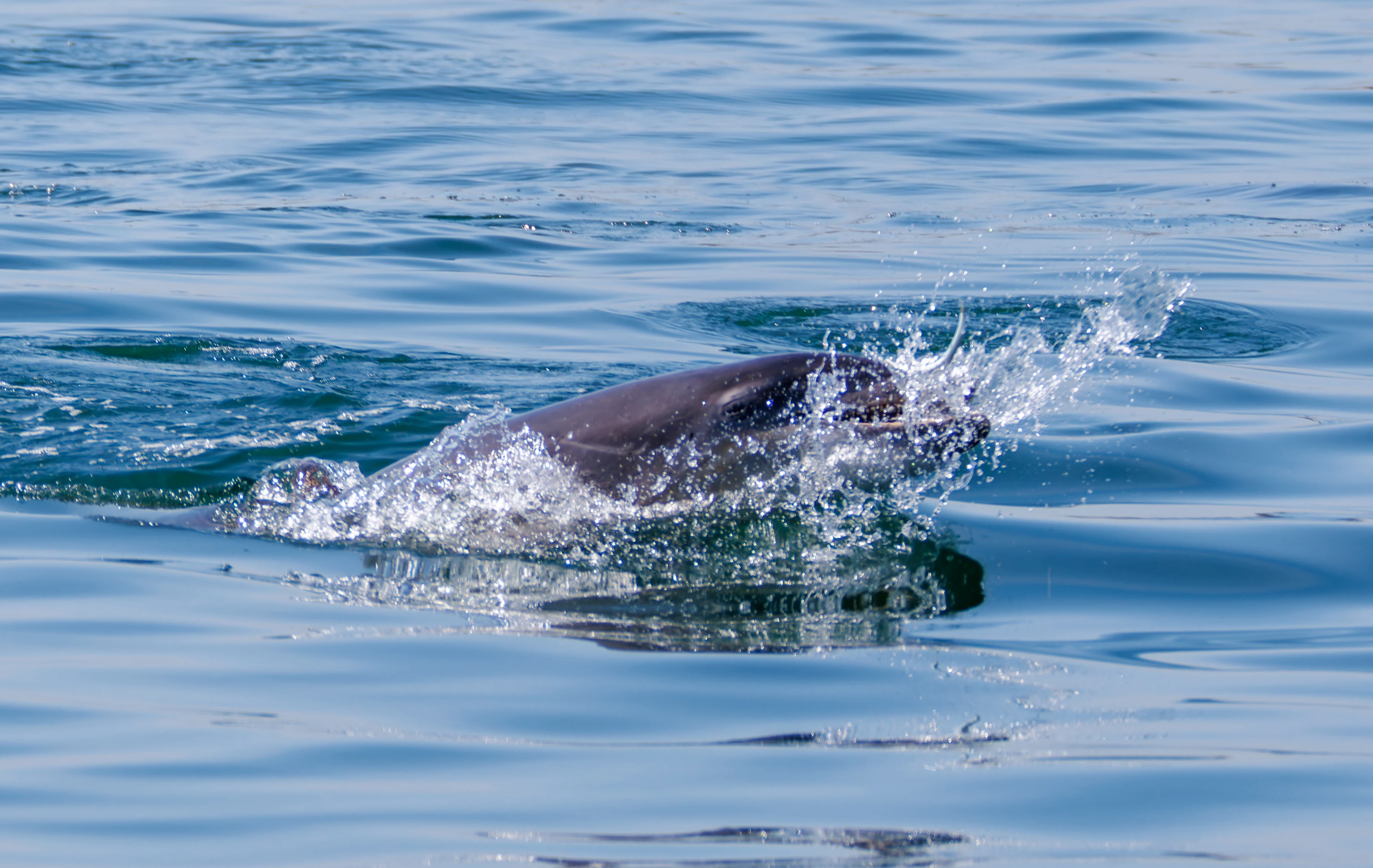 Bottlenose-Dolphin, Farne Islands, Seahouses, Northumberland, UK — photo by Orlando Prugel-Bennett