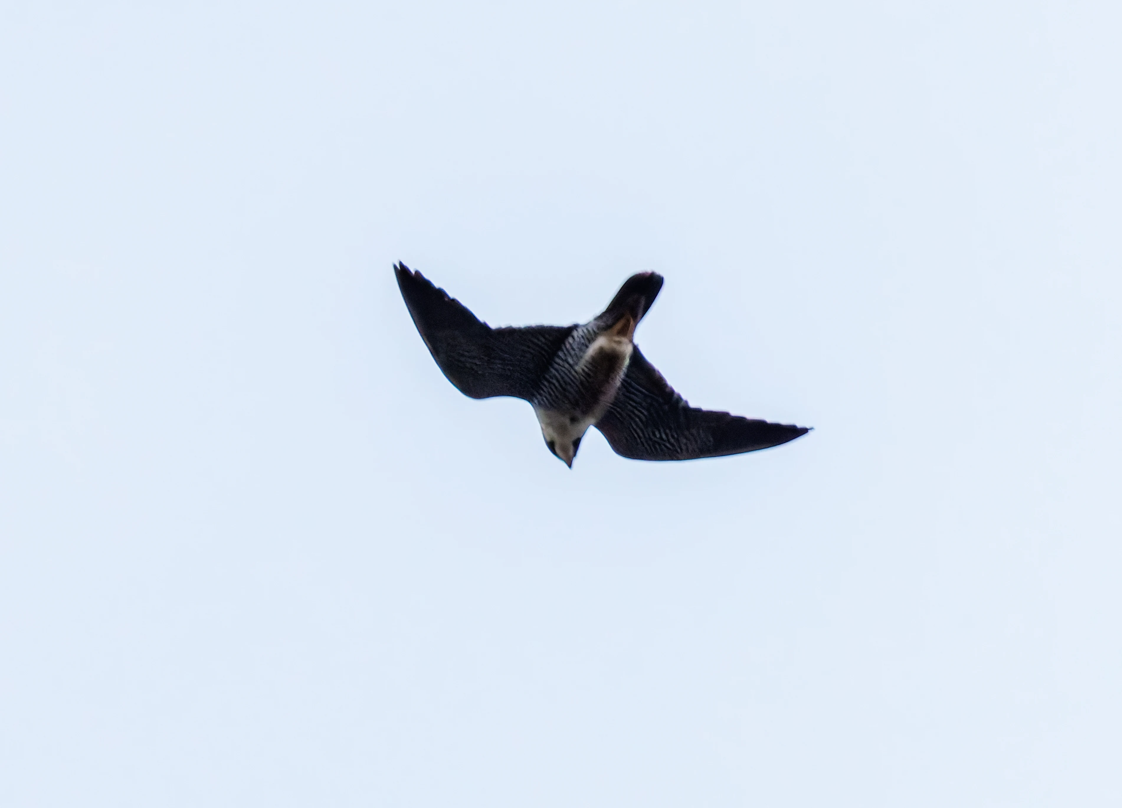 Peregrine falcon
Bird, Leighton Moss, UK — photo by Orlando Prugel-Bennett