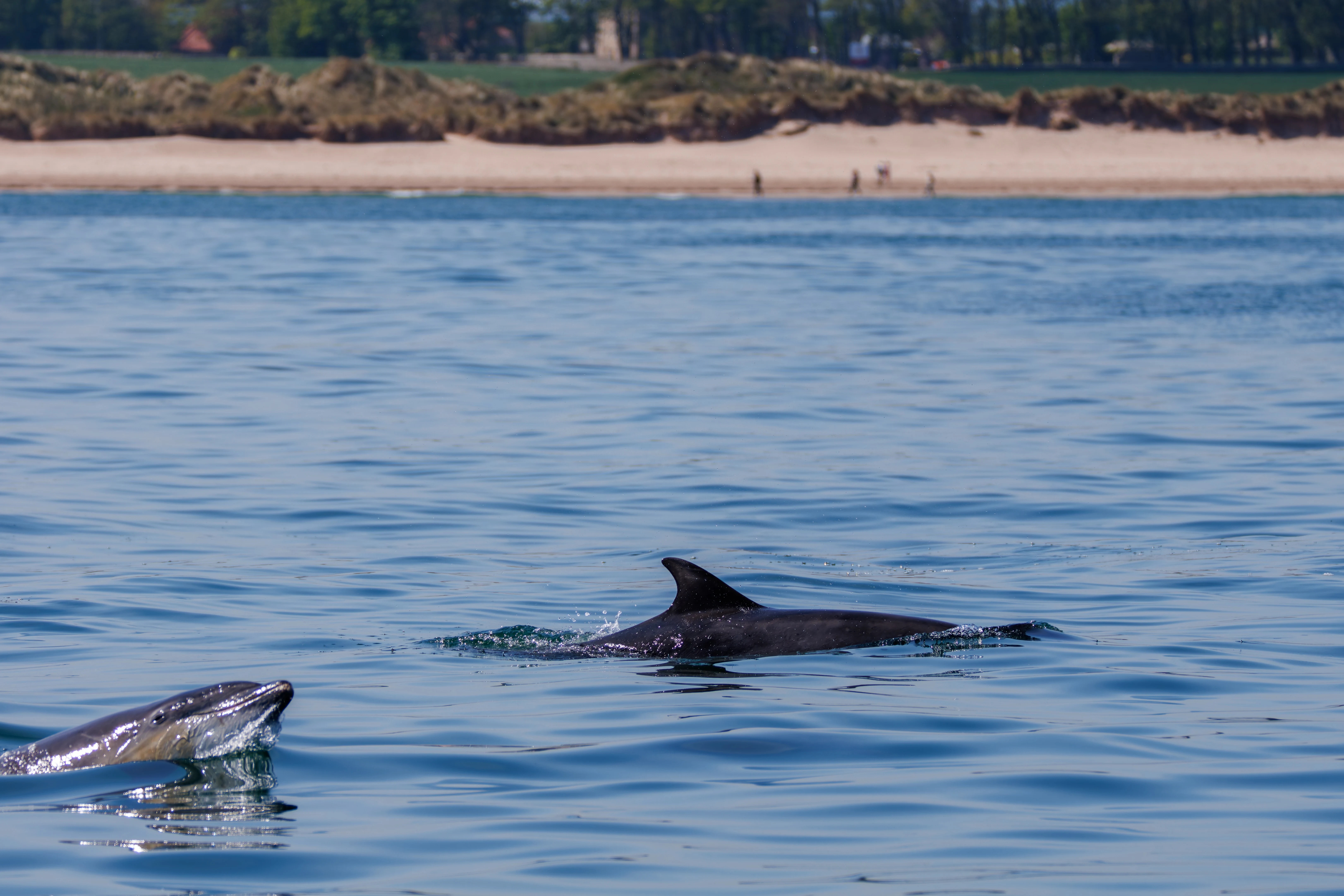 Bottlenose-Dolphin, Farne Islands, Seahouses, Northumberland, UK — photo by Orlando Prugel-Bennett