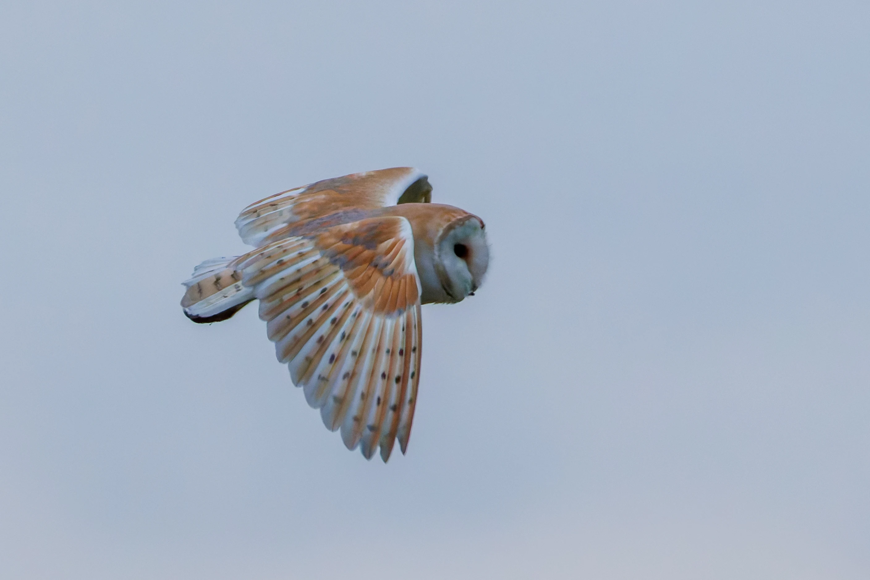 Barn Owl, Brockholes, Preston, UK — photo by Orlando Prugel-Bennett