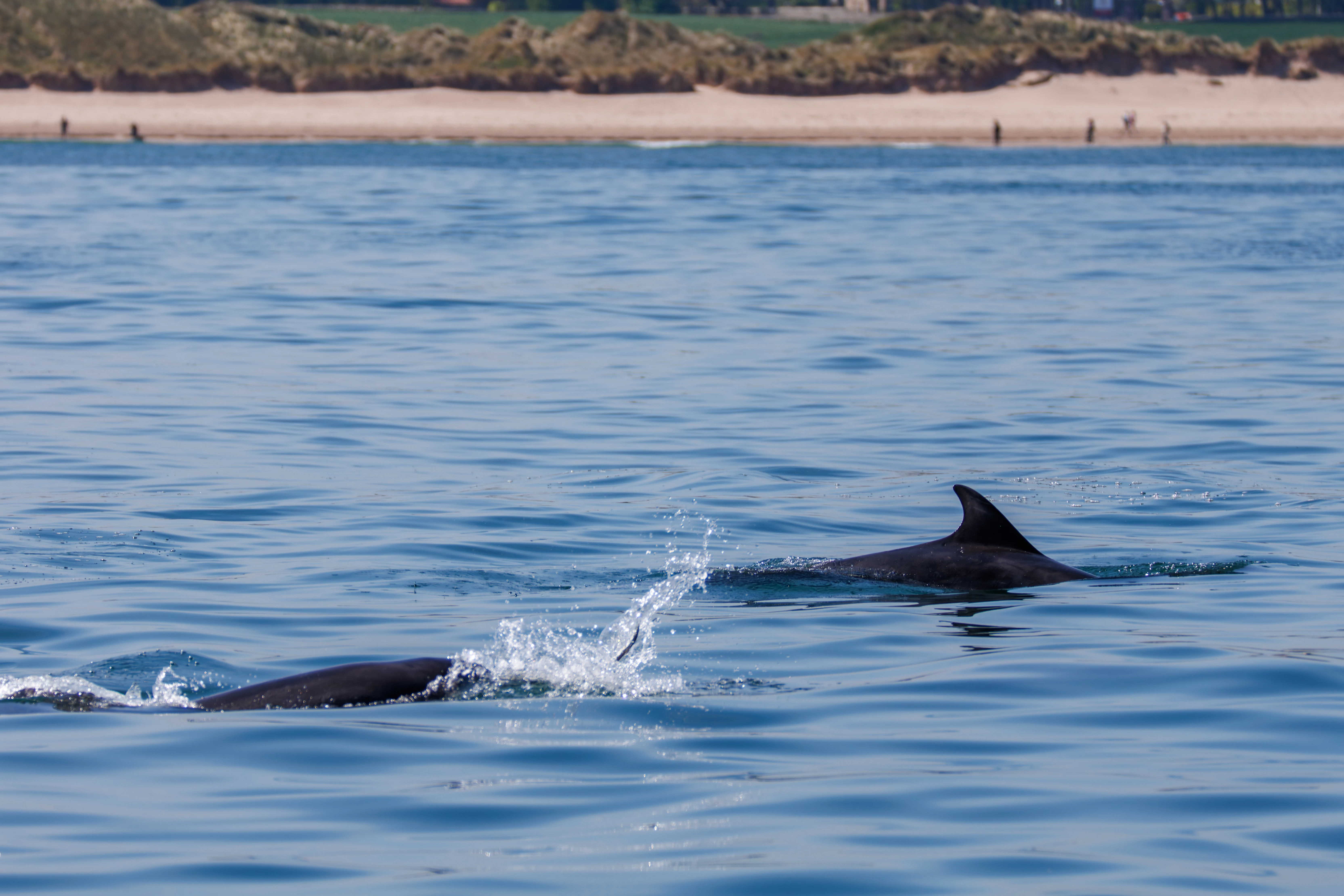 Bottlenose-Dolphin, Farne Islands, Seahouses, Northumberland, UK — photo by Orlando Prugel-Bennett
