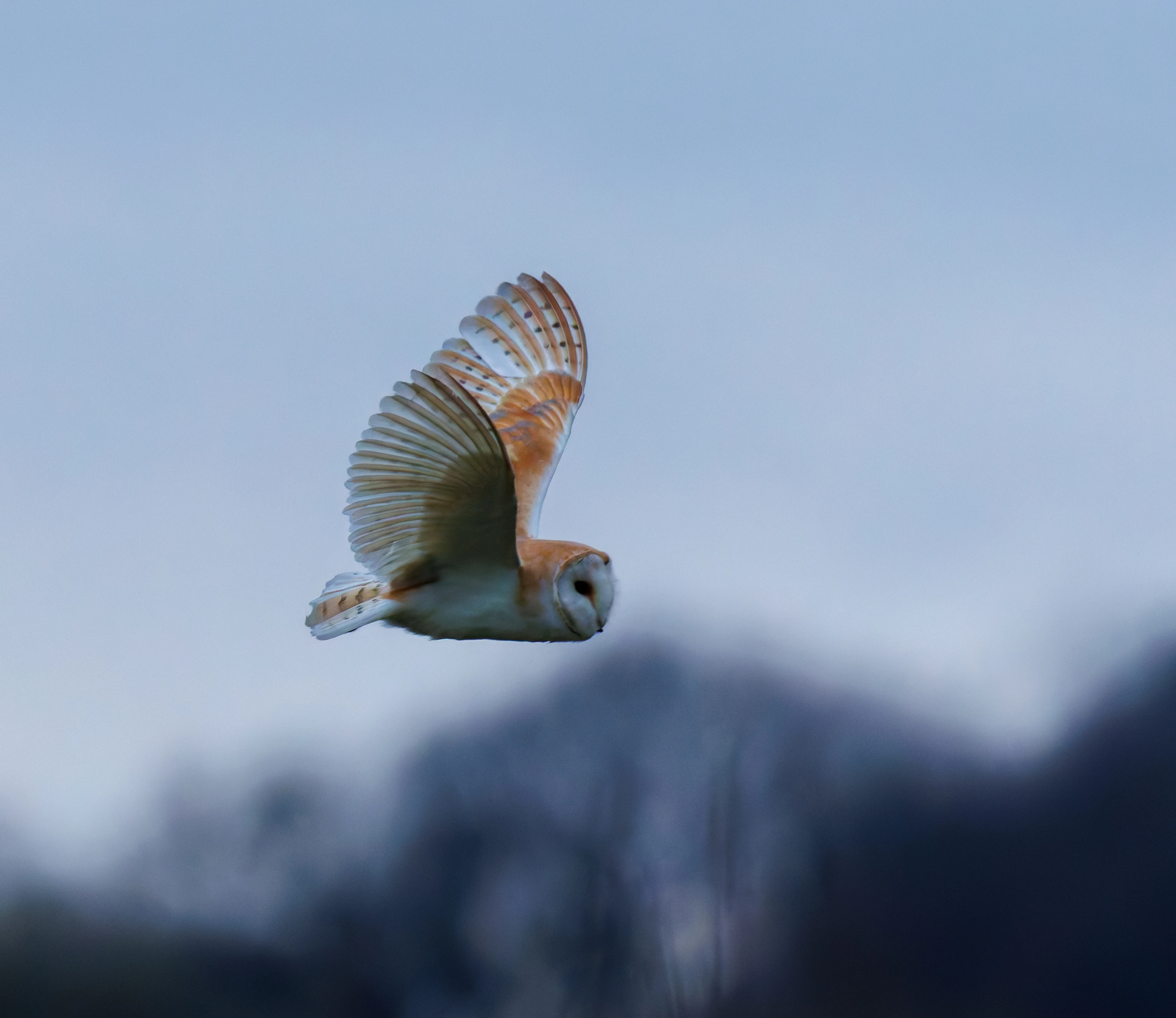 Barn Owl, Brockholes, Preston, UK — photo by Orlando Prugel-Bennett