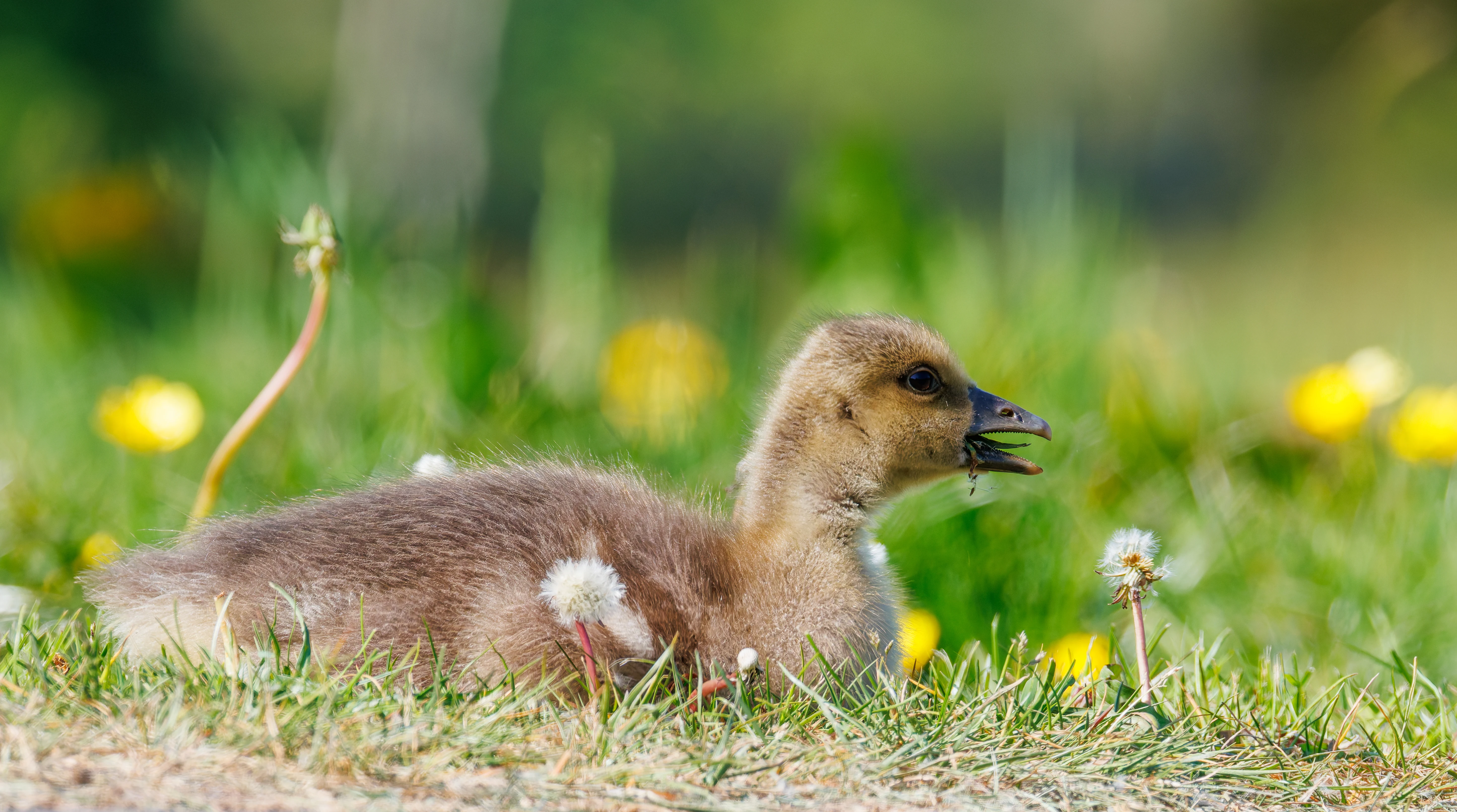 Greylag Goose Chick, Lancaster University, Lancashire, UK — photo by Orlando Prugel-Bennett