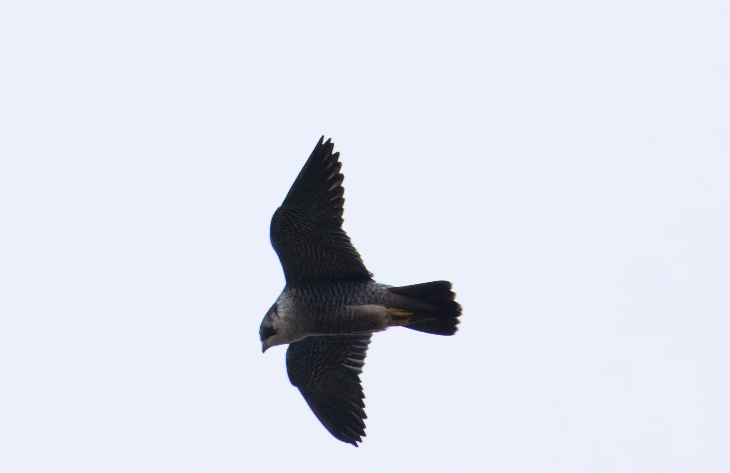 Peregrine falcon
Bird, Leighton Moss, UK — photo by Orlando Prugel-Bennett