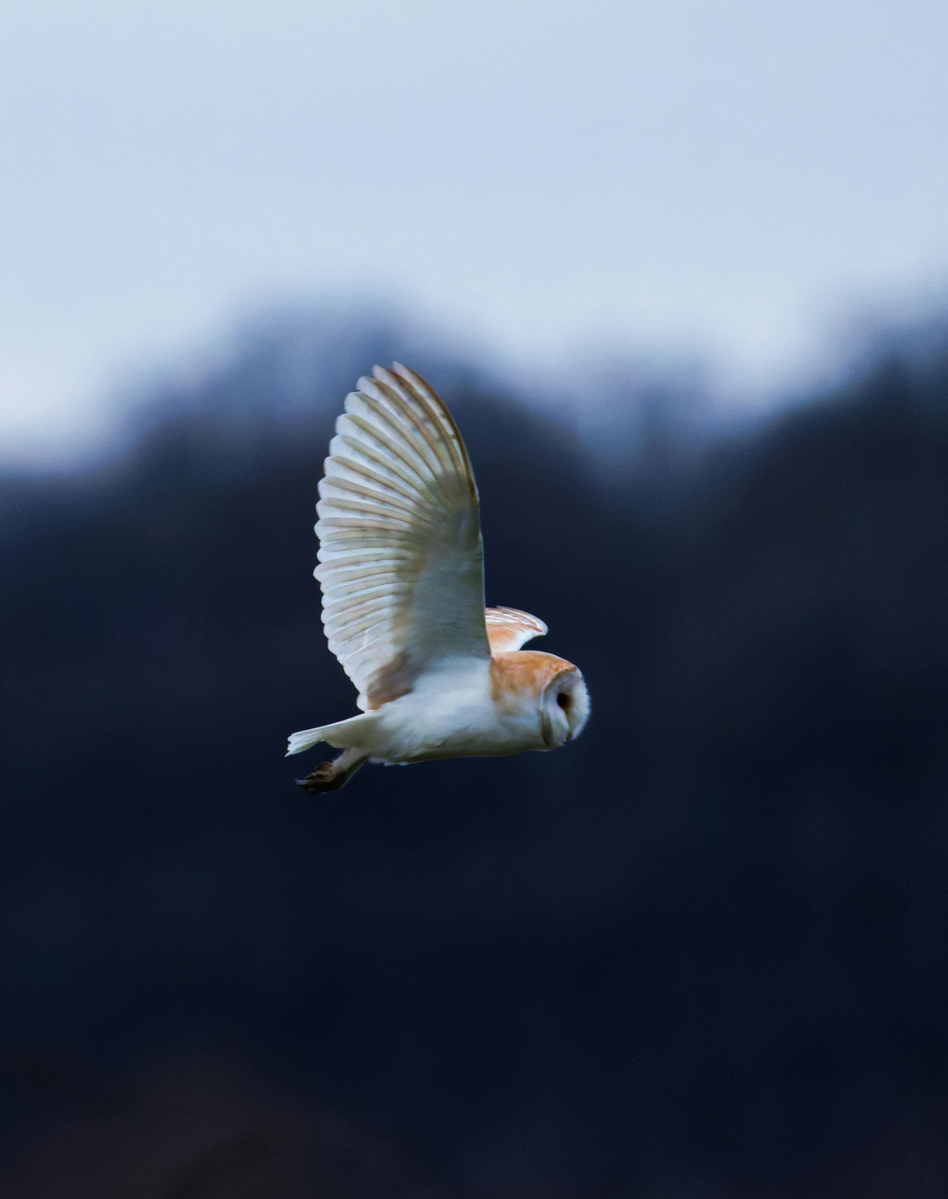Barn Owl, Brockholes, Preston, UK — photo by Orlando Prugel-Bennett