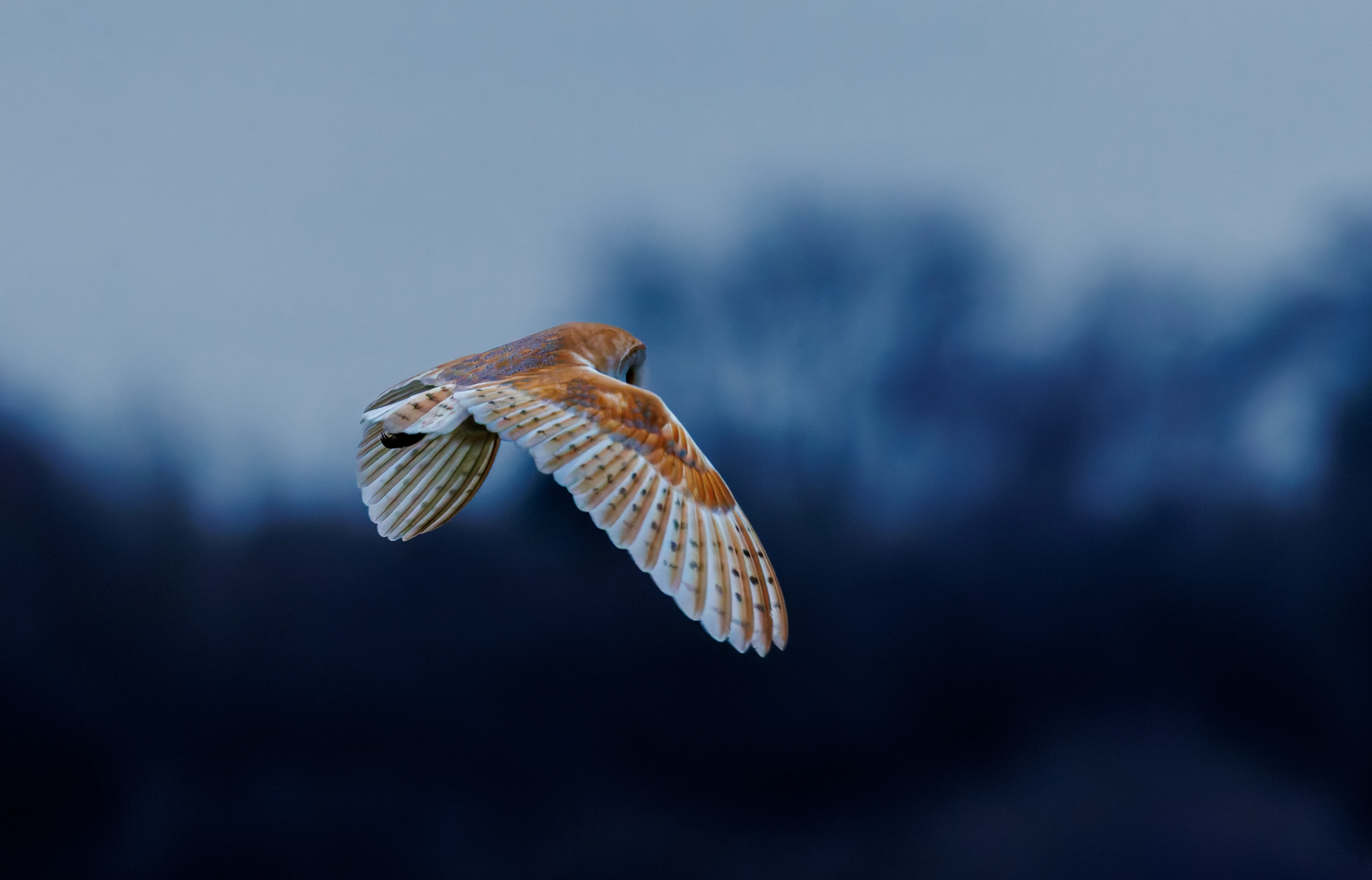 Barn Owl, Brockholes, Preston, UK — photo by Orlando Prugel-Bennett