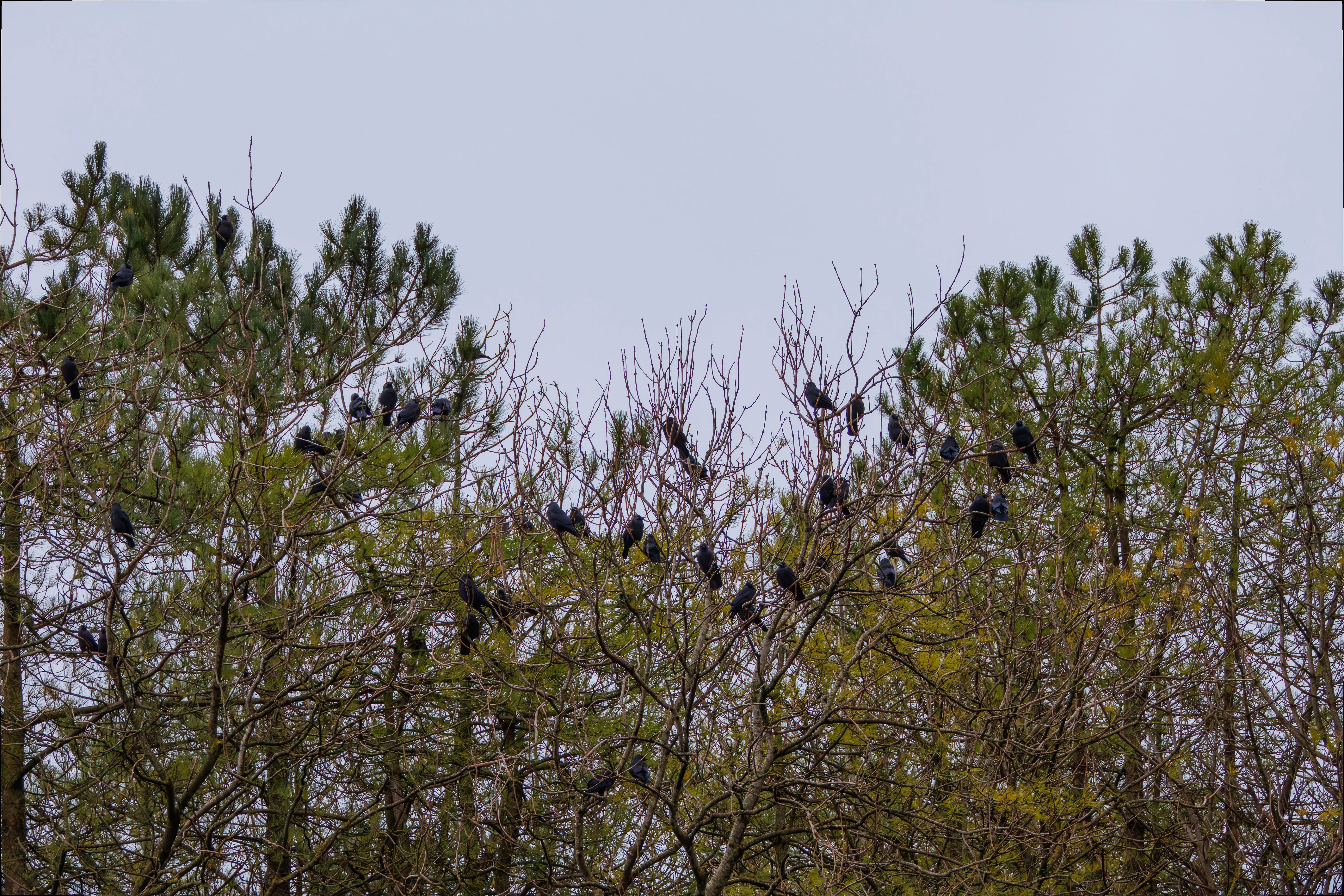 Crows, Leighton Moss, UK — photo by Orlando Prugel-Bennett