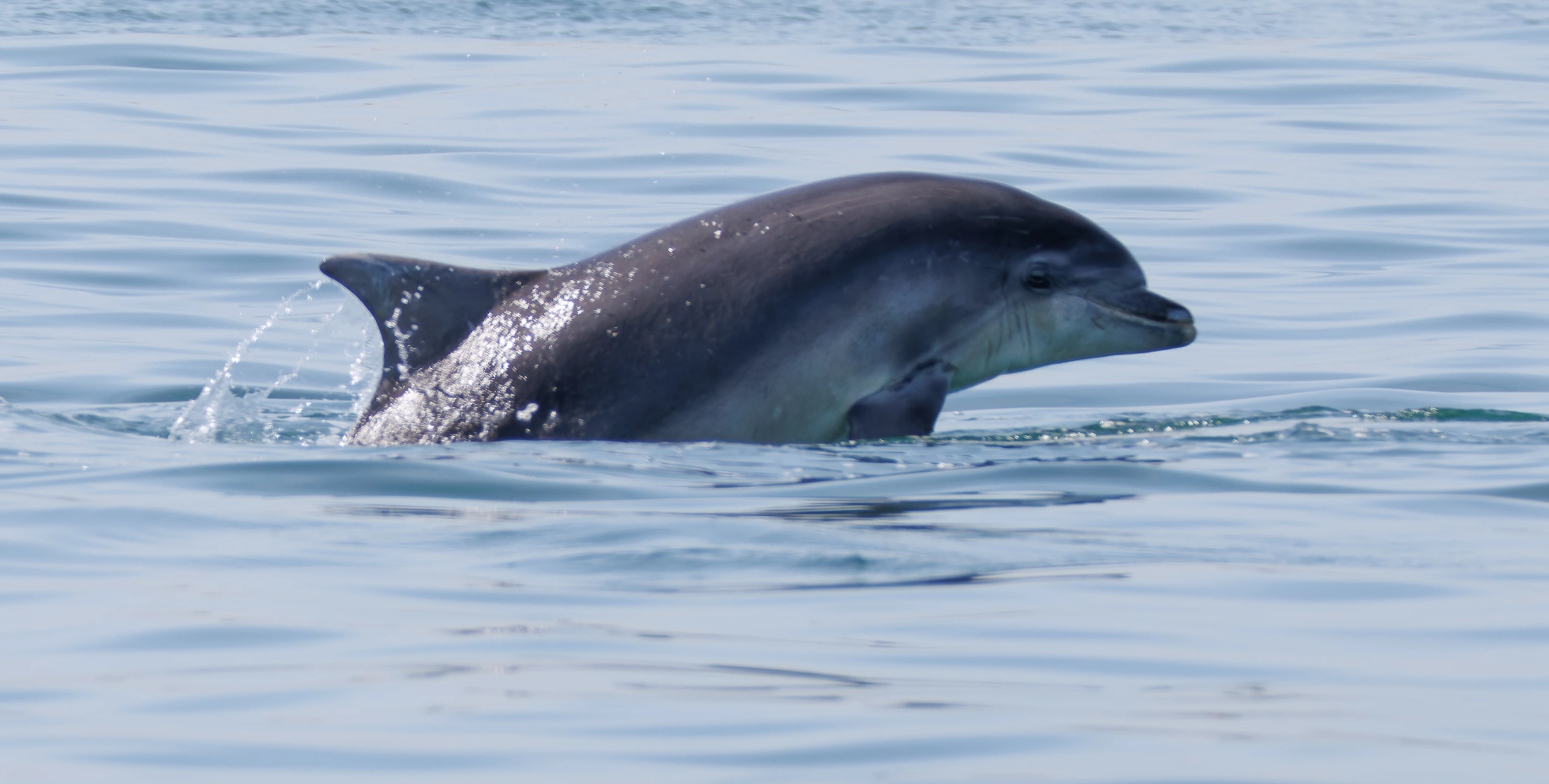 Bottlenose-Dolphin, Farne Islands, Seahouses, Northumberland, UK — photo by Orlando Prugel-Bennett