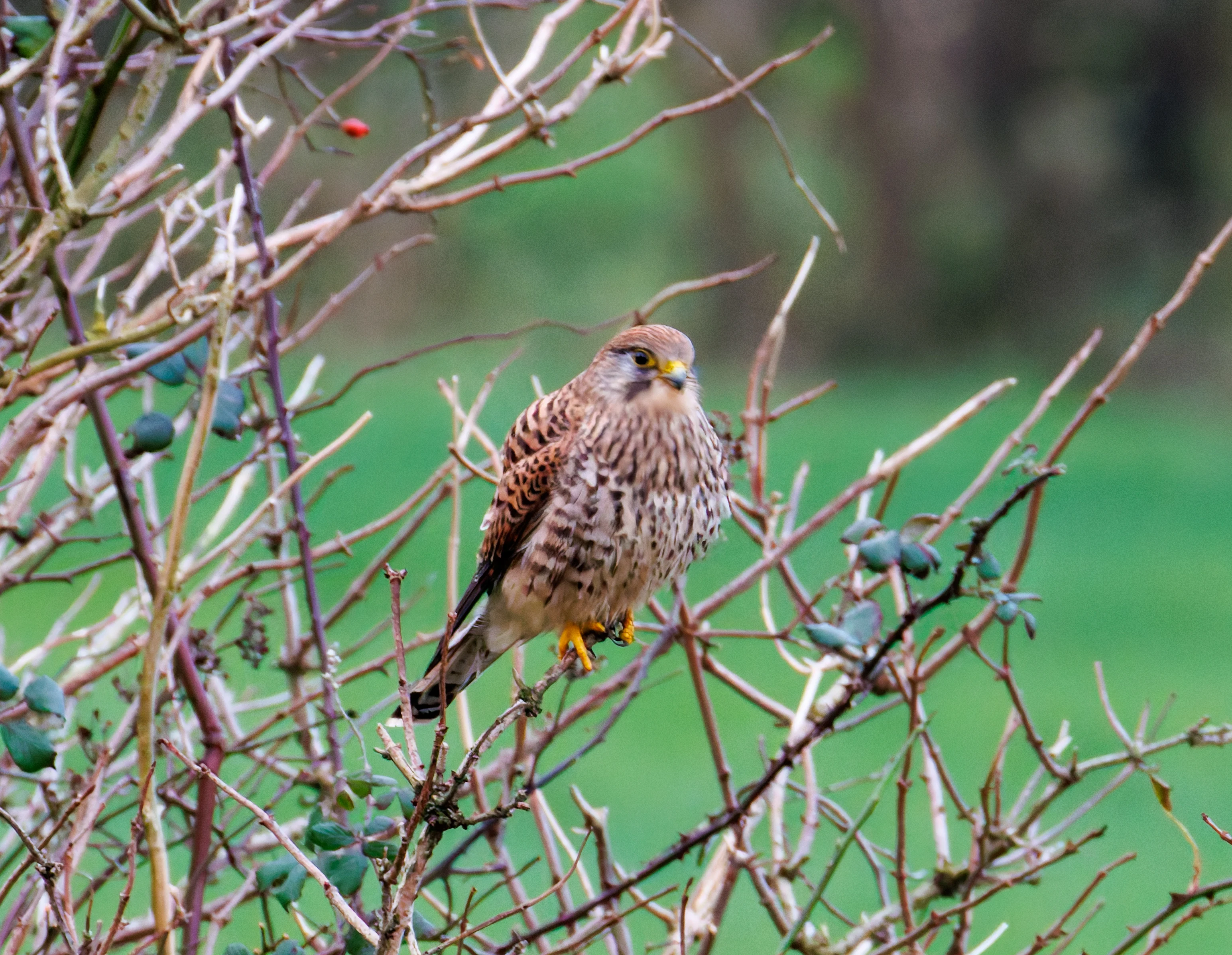 Kestrel, Leighton Moss, UK — photo by Orlando Prugel-Bennett