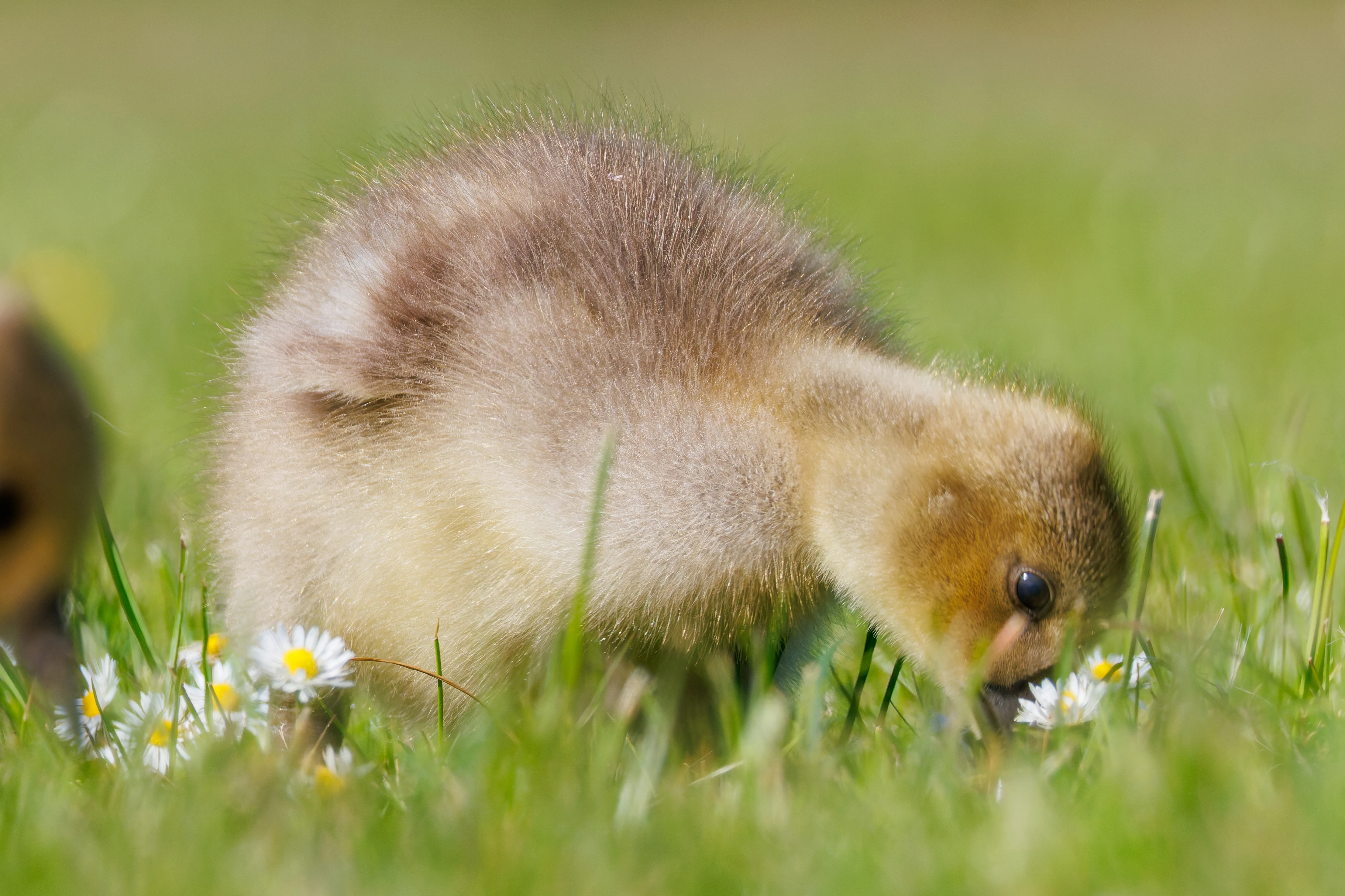 Greylag Goose Chick, Lancaster University, Lancashire, UK — photo by Orlando Prugel-Bennett