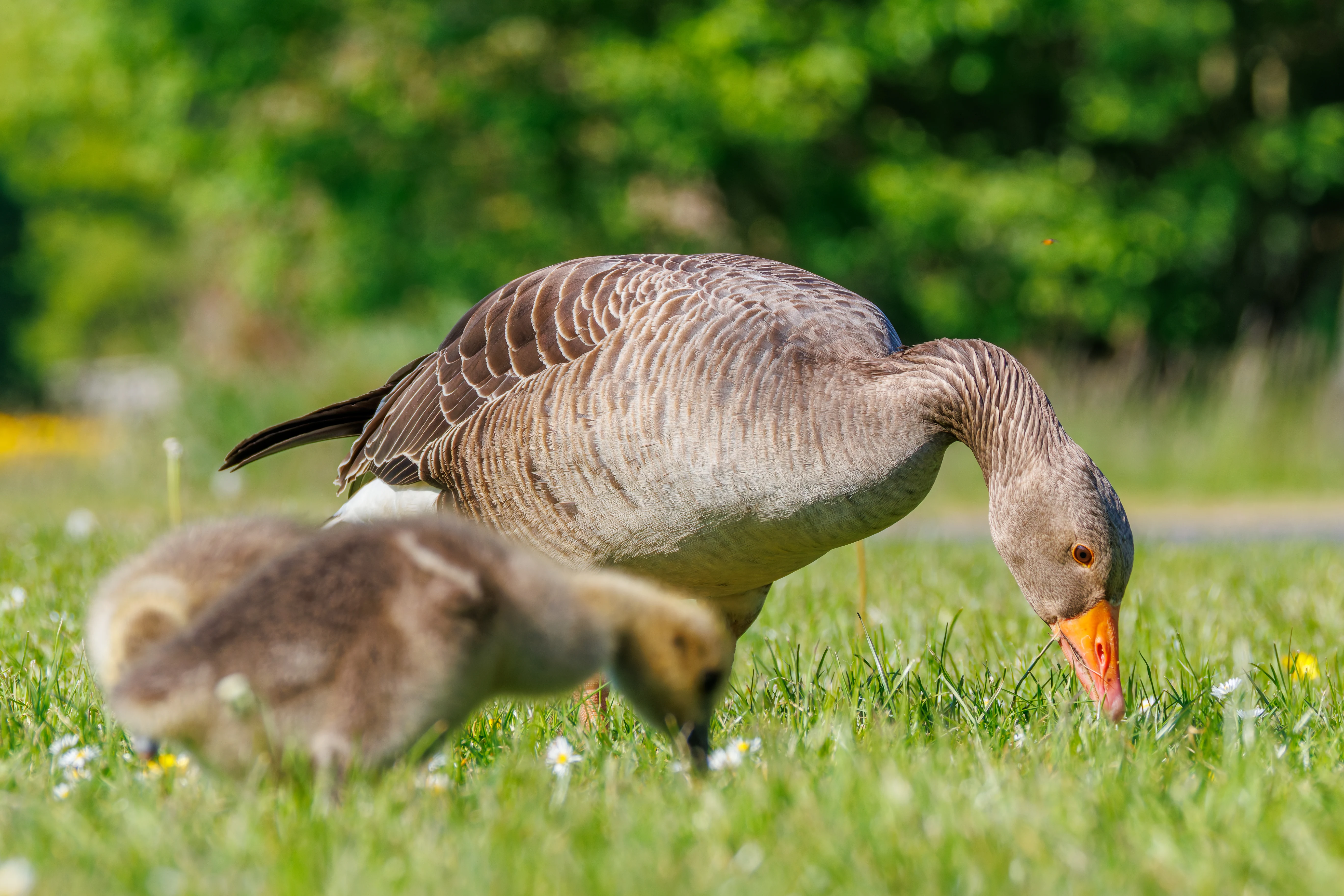 Greylag Goose & Chick, Lancaster University, Lancashire, UK — photo by Orlando Prugel-Bennett