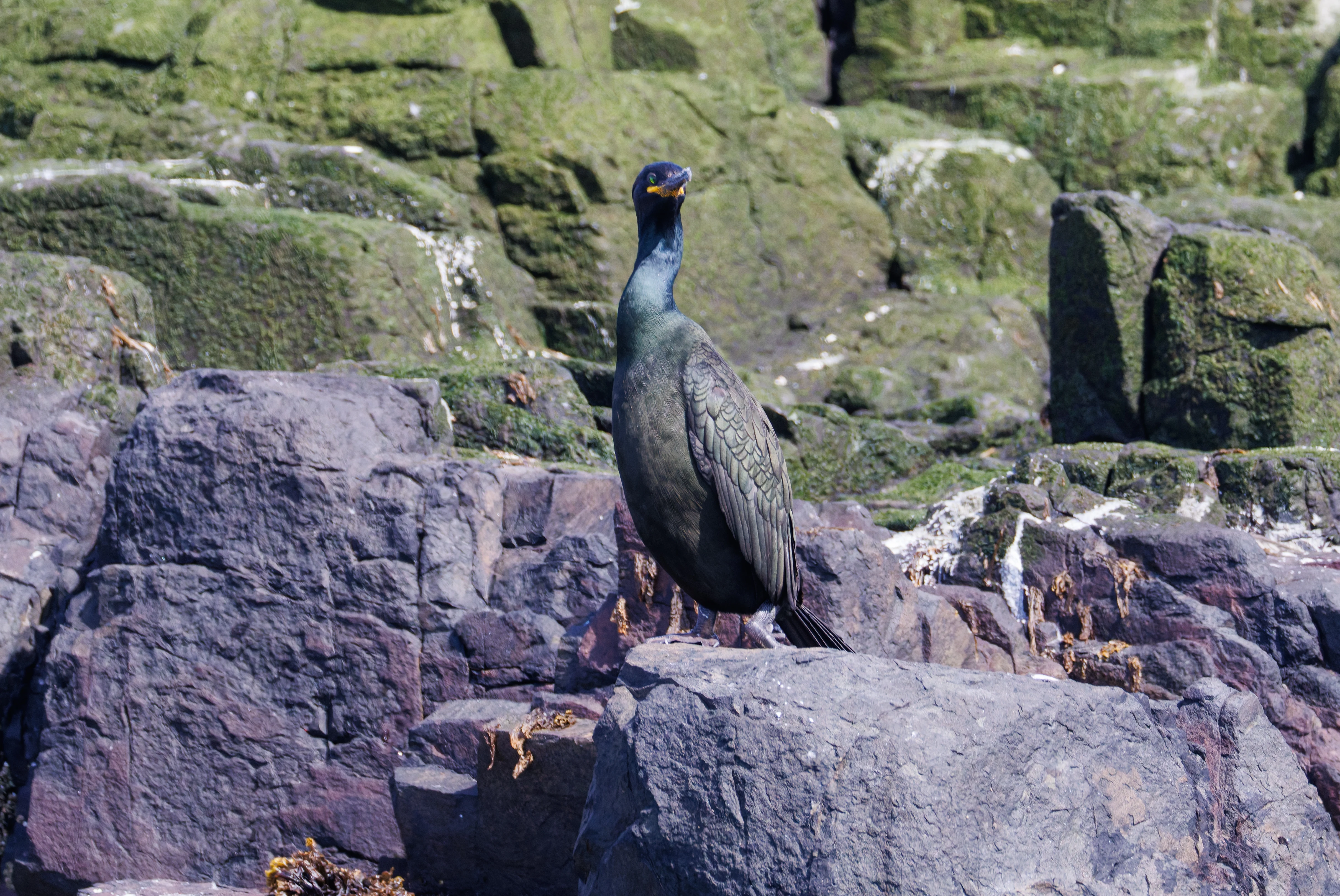 Shag, Farne Islands, Seahouses, Northumberland, UK — photo by Orlando Prugel-Bennett