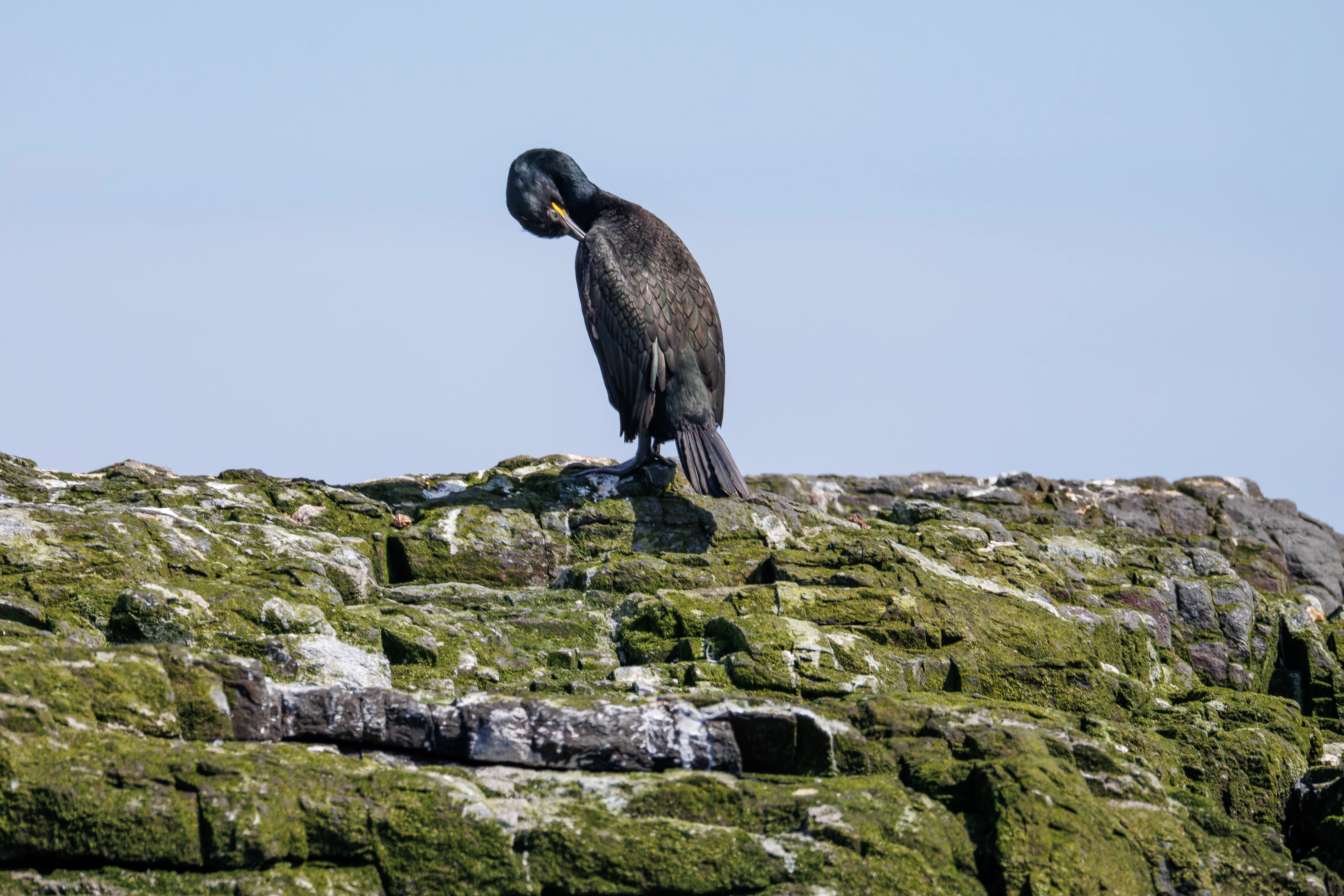 Shag, Farne Islands, Seahouses, Northumberland, UK — photo by Orlando Prugel-Bennett