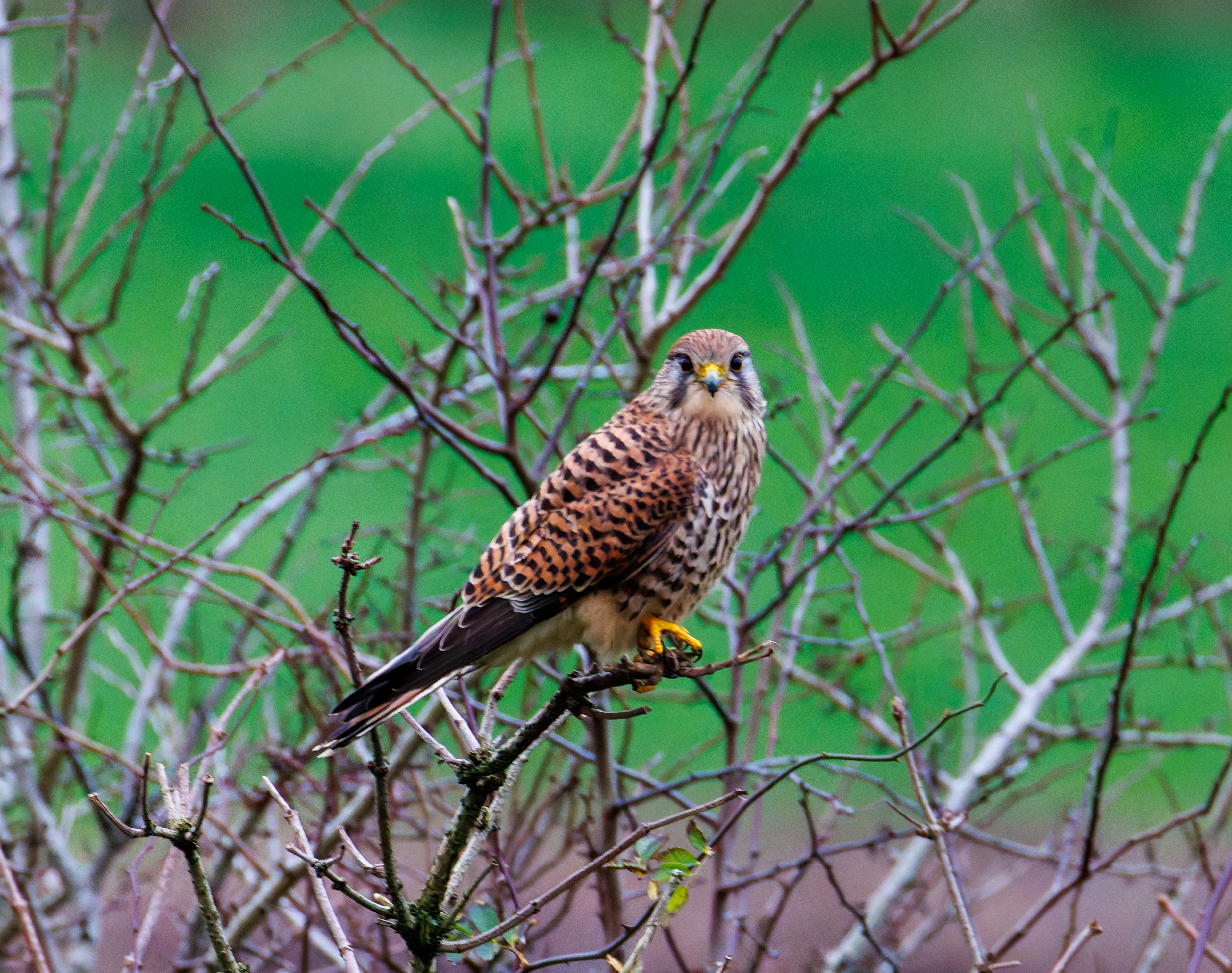Kestrel, Leighton Moss, UK — photo by Orlando Prugel-Bennett