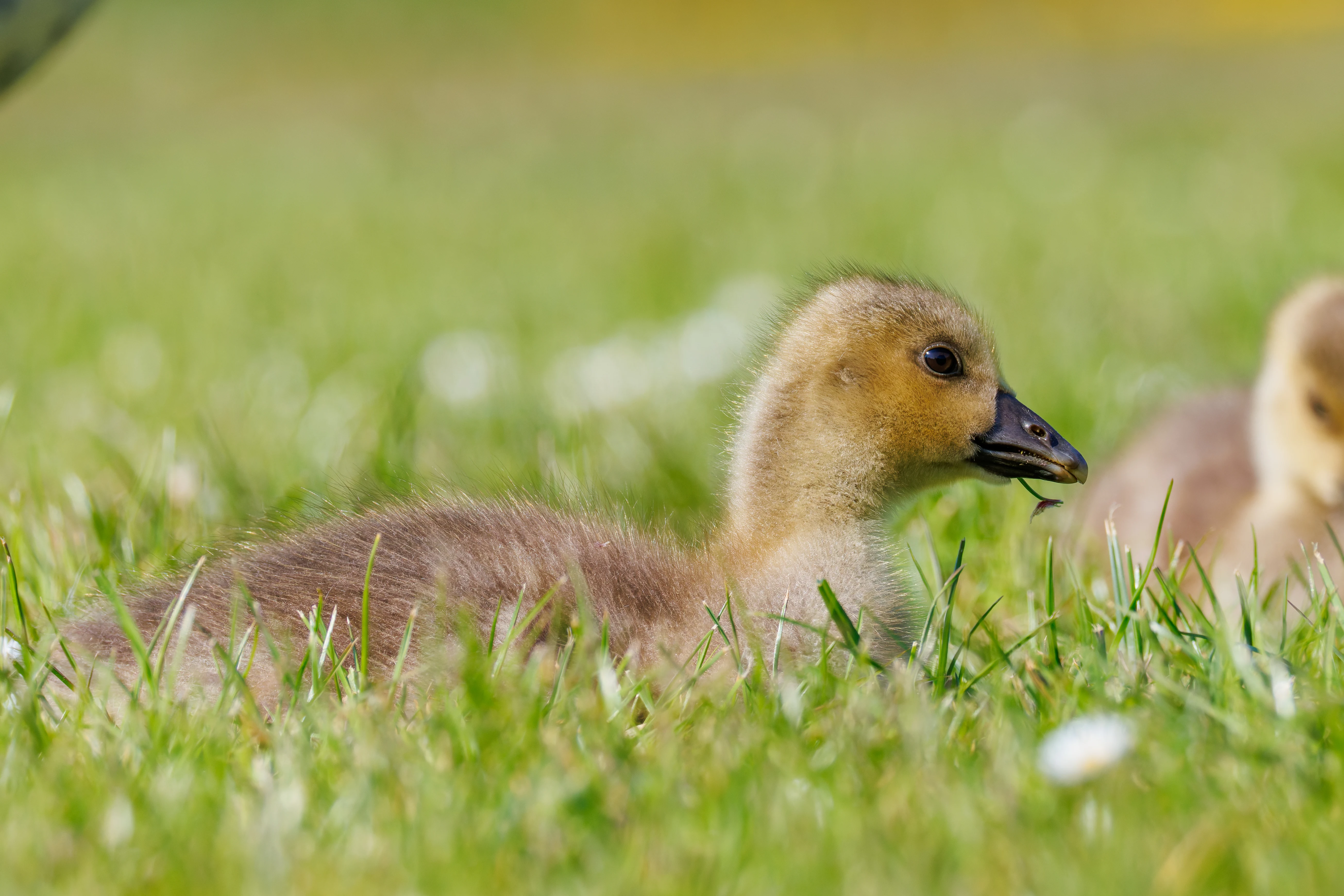 Greylag Goose Chick, Lancaster University, Lancashire, UK — photo by Orlando Prugel-Bennett